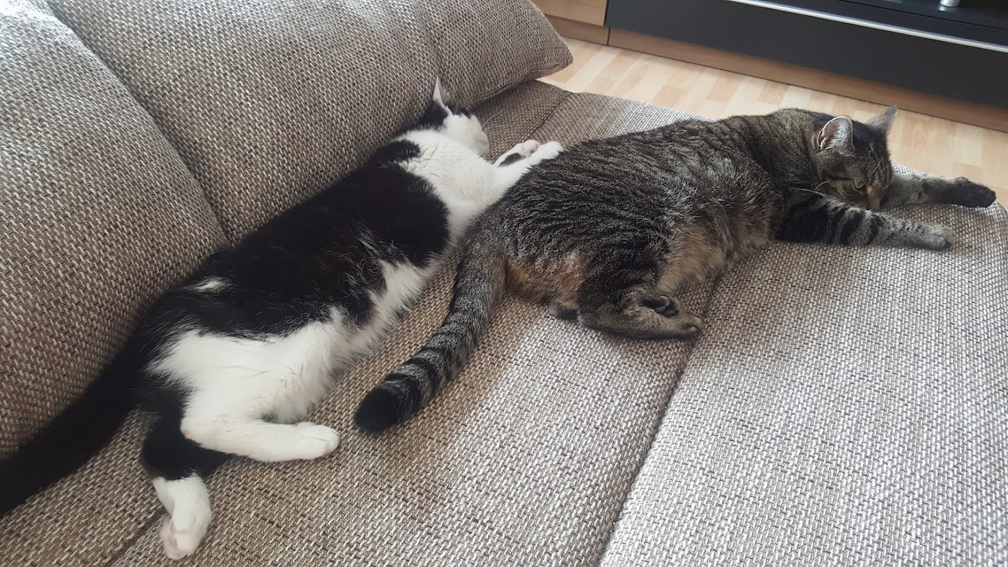 2 liebe Hauskatzen in gute Hände abzugeben, auch getrennt - Hauskatzen - Solingen
