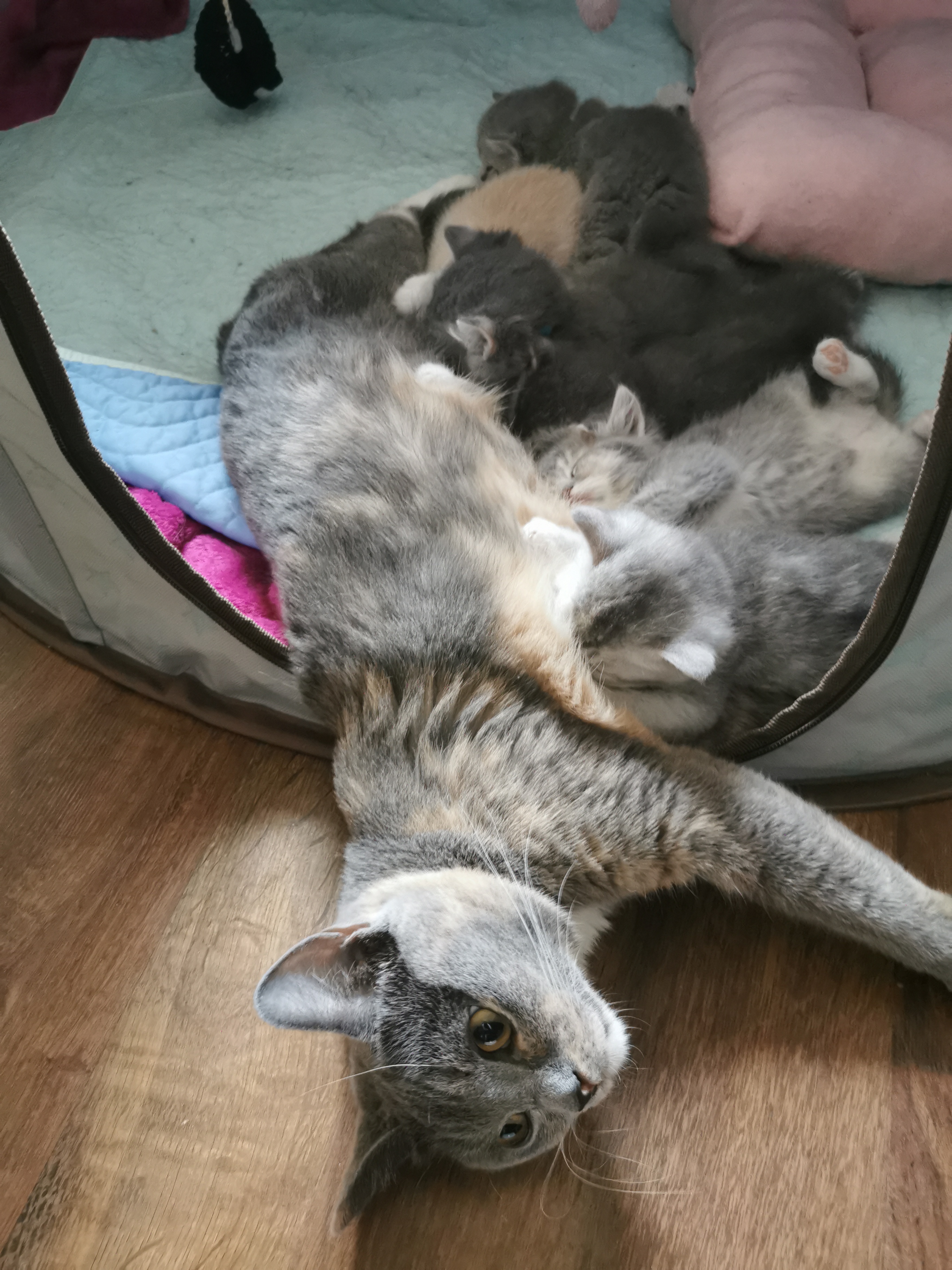 Bkh Kitten noch vor Weihnachten abgabebereit - British Kurzhaar - Koblenz
