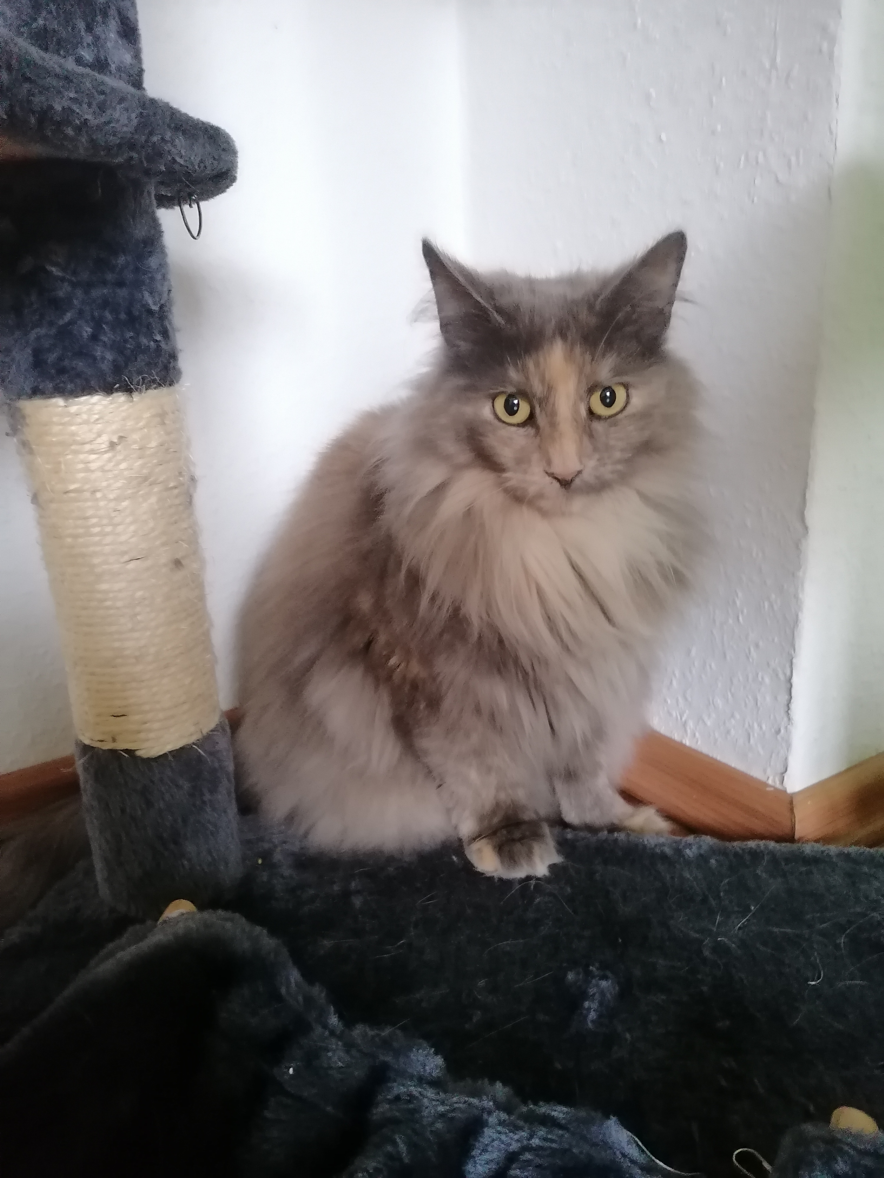 Main Coon Katze sucht neues Zuhause - Maine Coon - Osterrönfeld