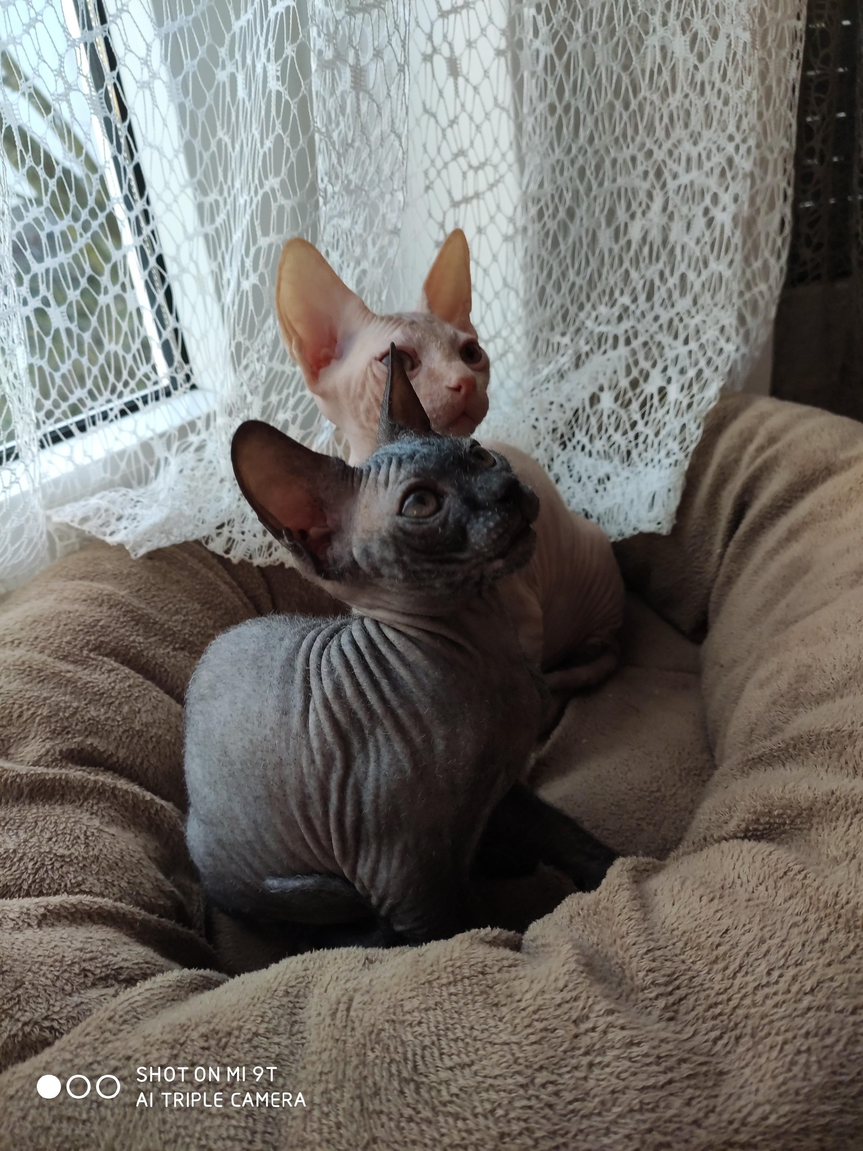 5 Don Sphynx Katzenbabys - Sphynx - Rümmelsheim