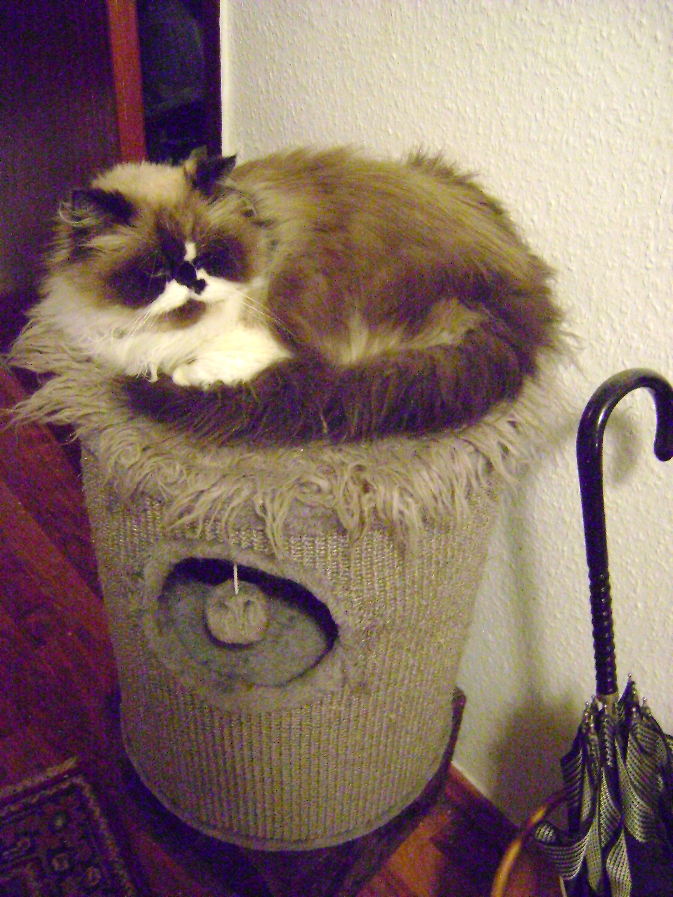 Katze reinrassig Perser 4 Jahre - Perser - Mönchengladbach