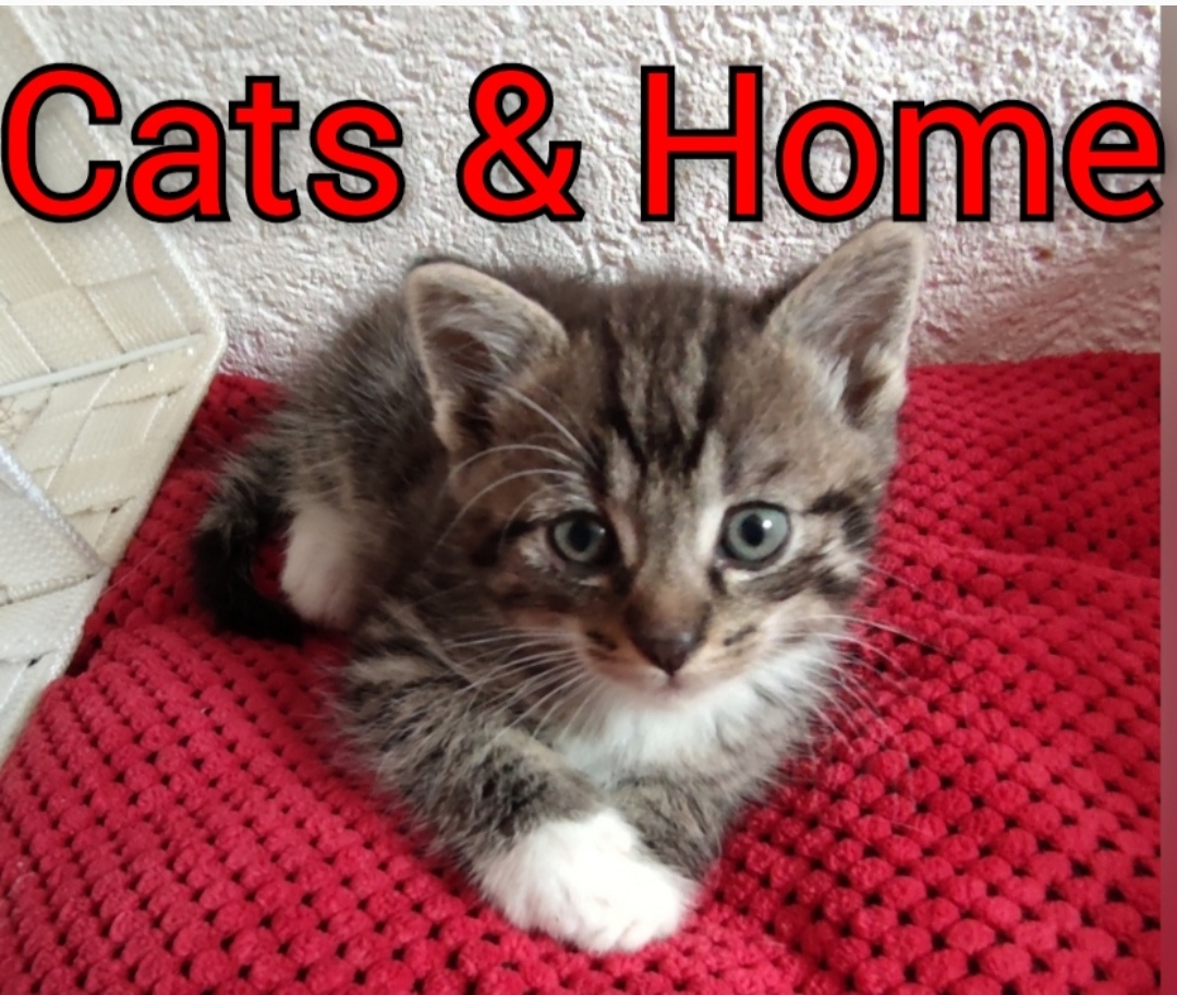 Katzensitter Bad Harzburg - Goslar - Katzensitter - Bad Harzburg