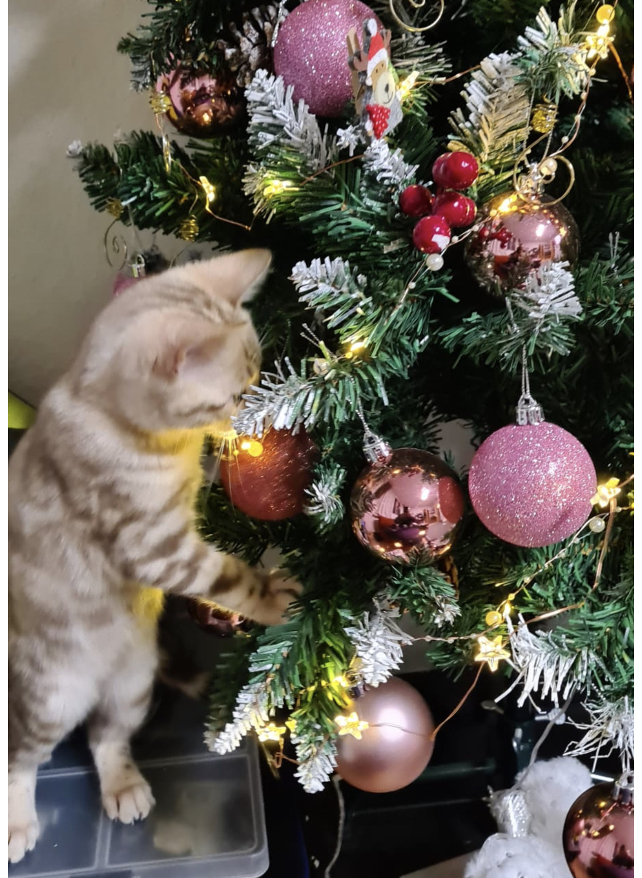 Reinrassige Kitten mit Stammbaum - Bengal - Leipzig