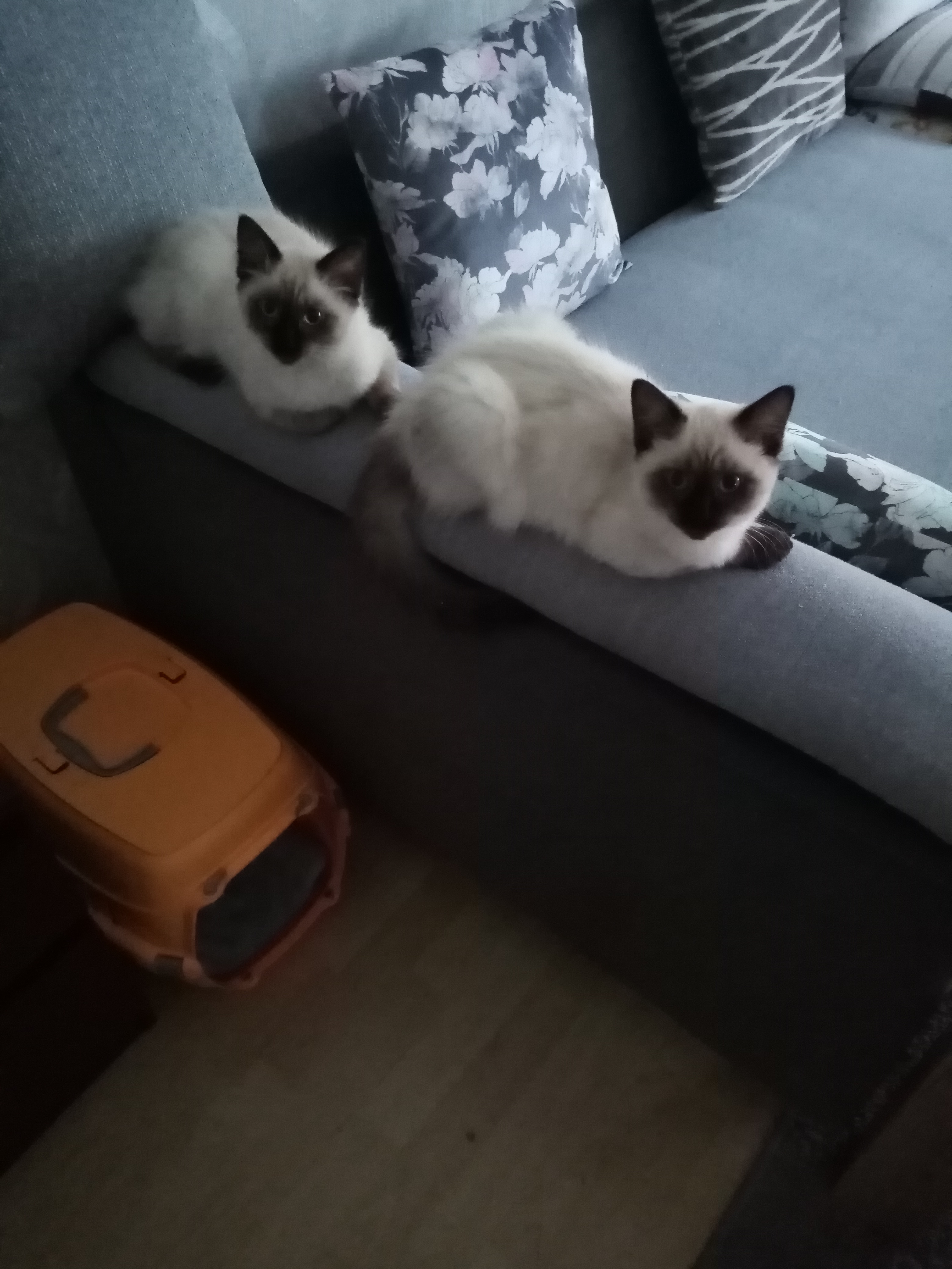 Birma Weibchen 12 Wochen alt noch zu haben - Birma - Stolberg