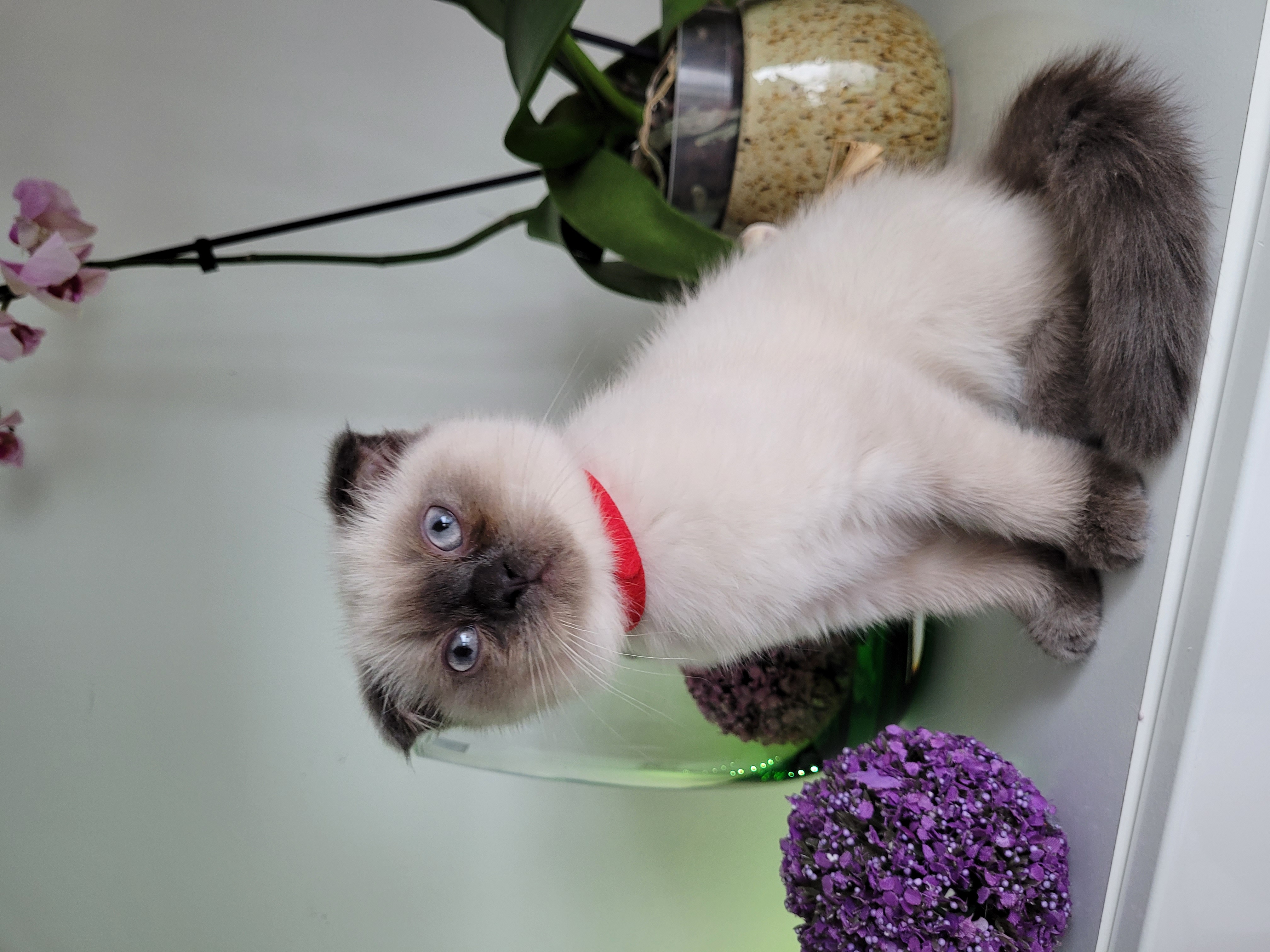Kätzchen Weibchen - Scottish Fold - Bayreuth