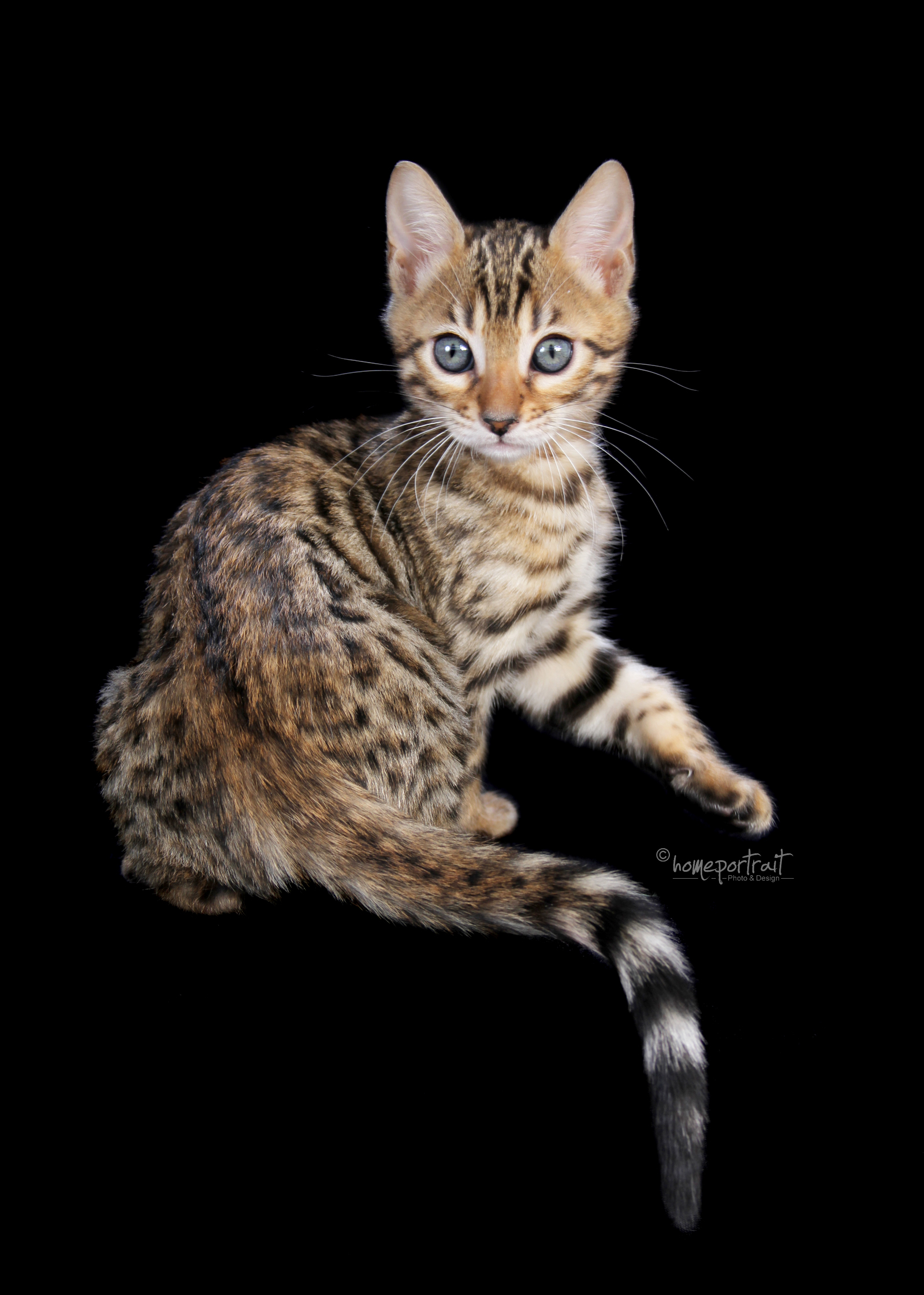 Wurfankündigung Bengal Kitten - Bengal - Hildebrandshausen