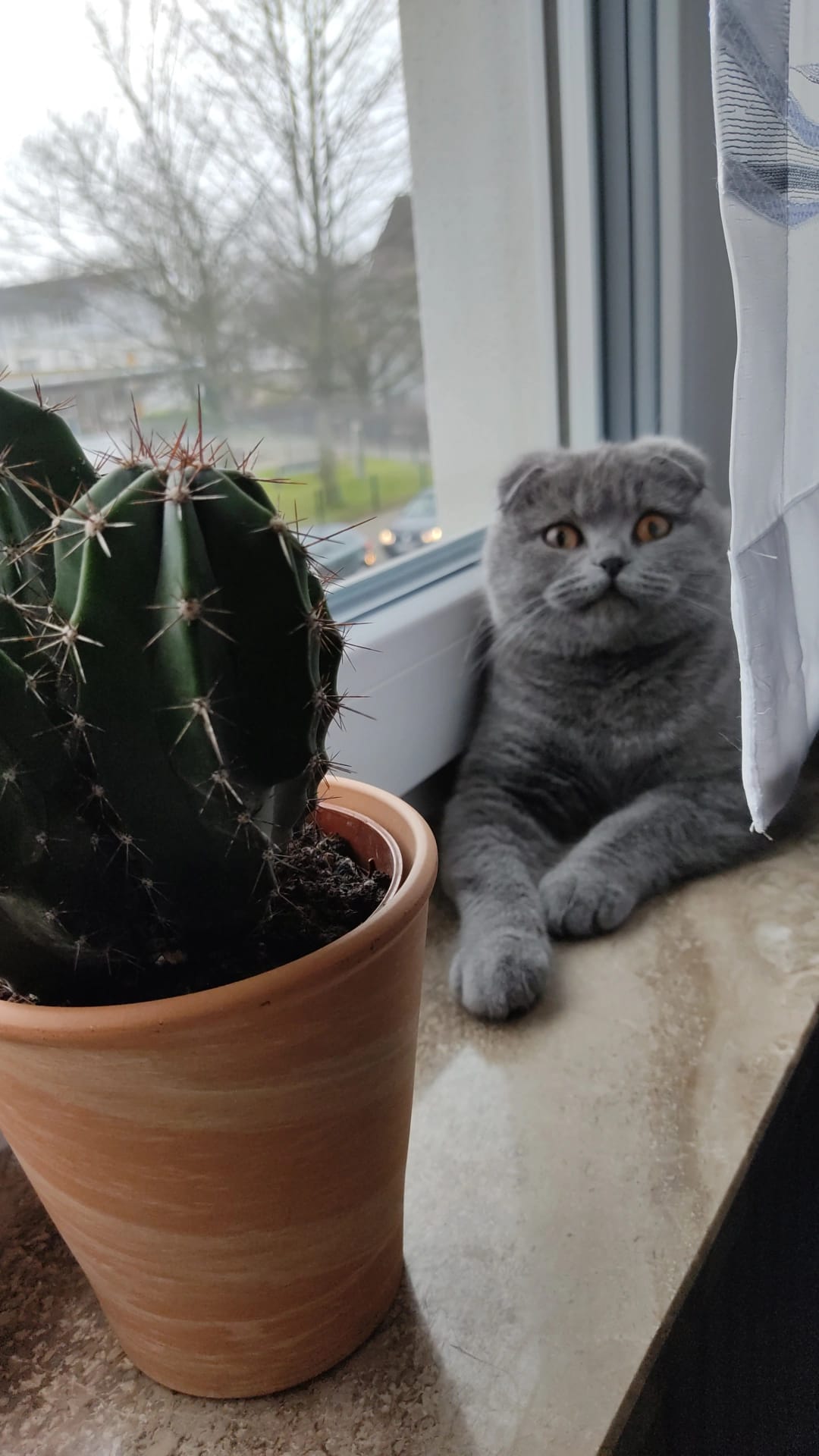 Scottish-Fold-Shorthair-Kätzin - Scottish Fold - Bergkamen