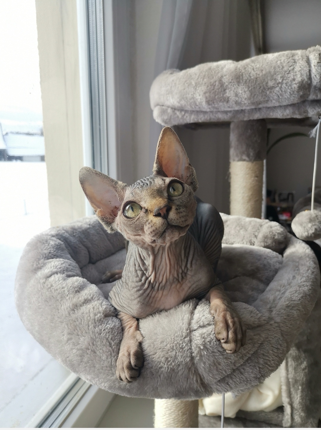 Canadian Sphynx Dame suche Kater - Sphynx - Dornbirn