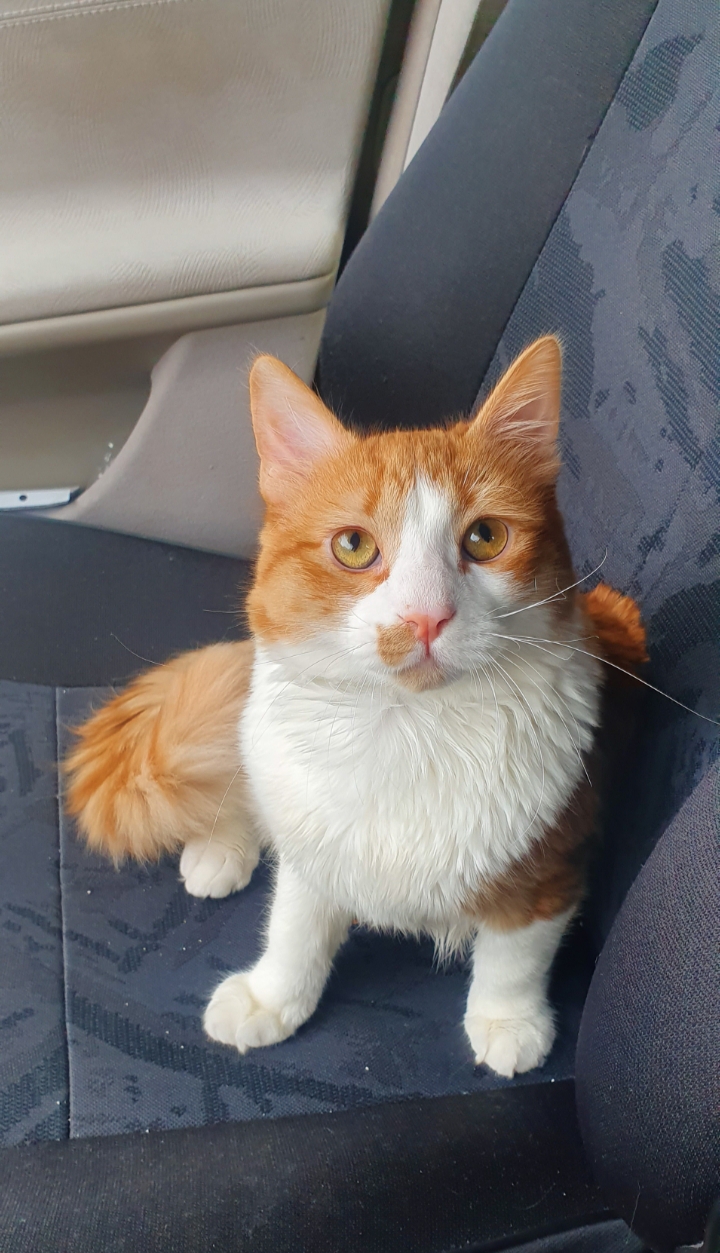 MAINE-COON Deckkater - Deckkater - Wien