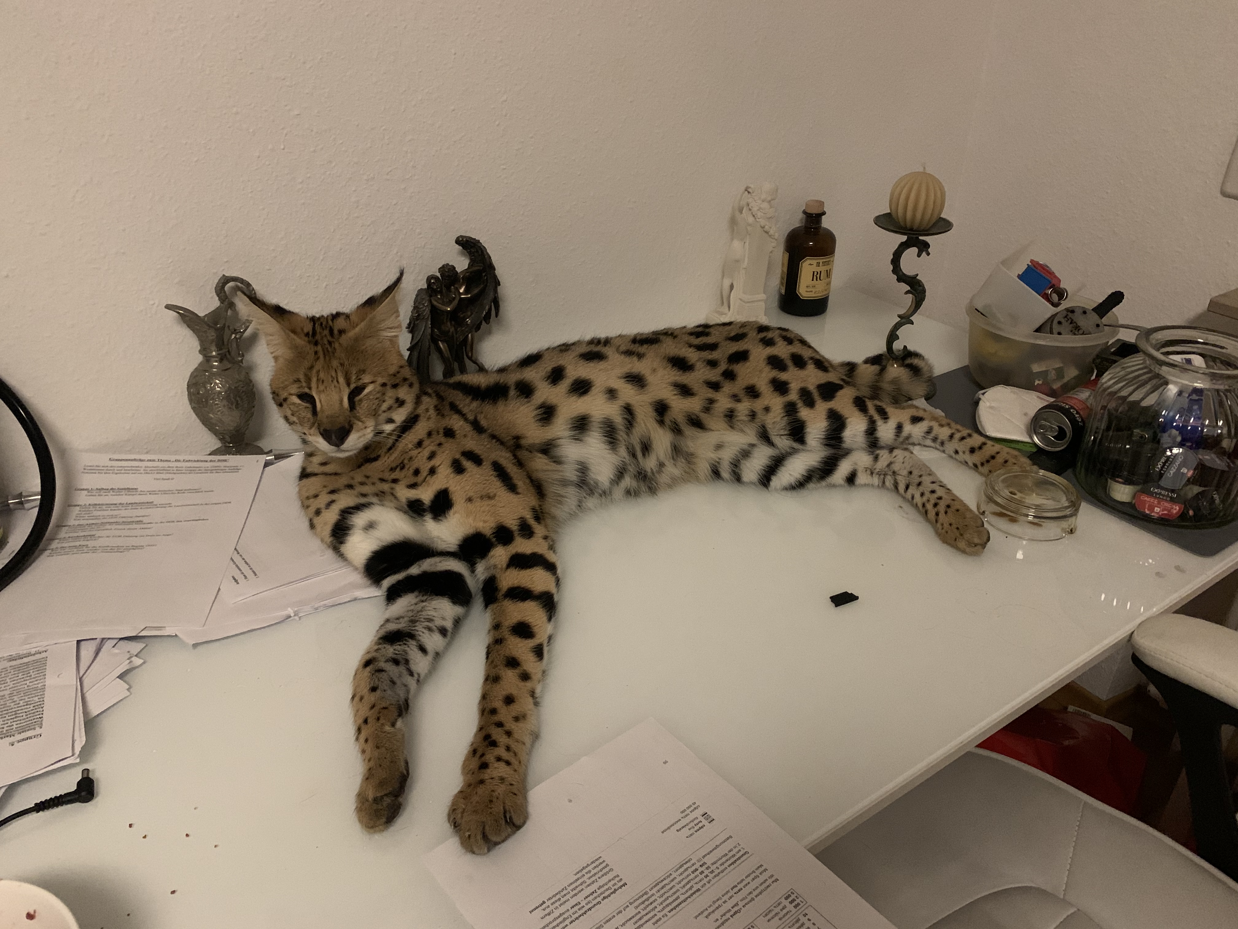 Beratung Savannah Kitten - Savannah - Baden Baden