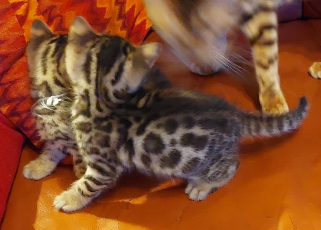 Bengalkitten ab Anfang April abzugeben - Bengal - Kerpen