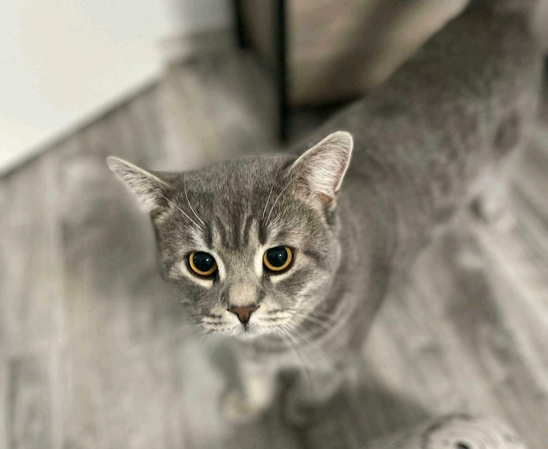 Wunderschöne britische kurz Haar katze - Katzen Sonstige - Köln