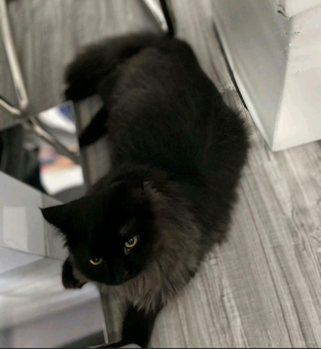 Wunderschöne  britische perser mix Katze  männlich - Katzen Sonstige - Köln