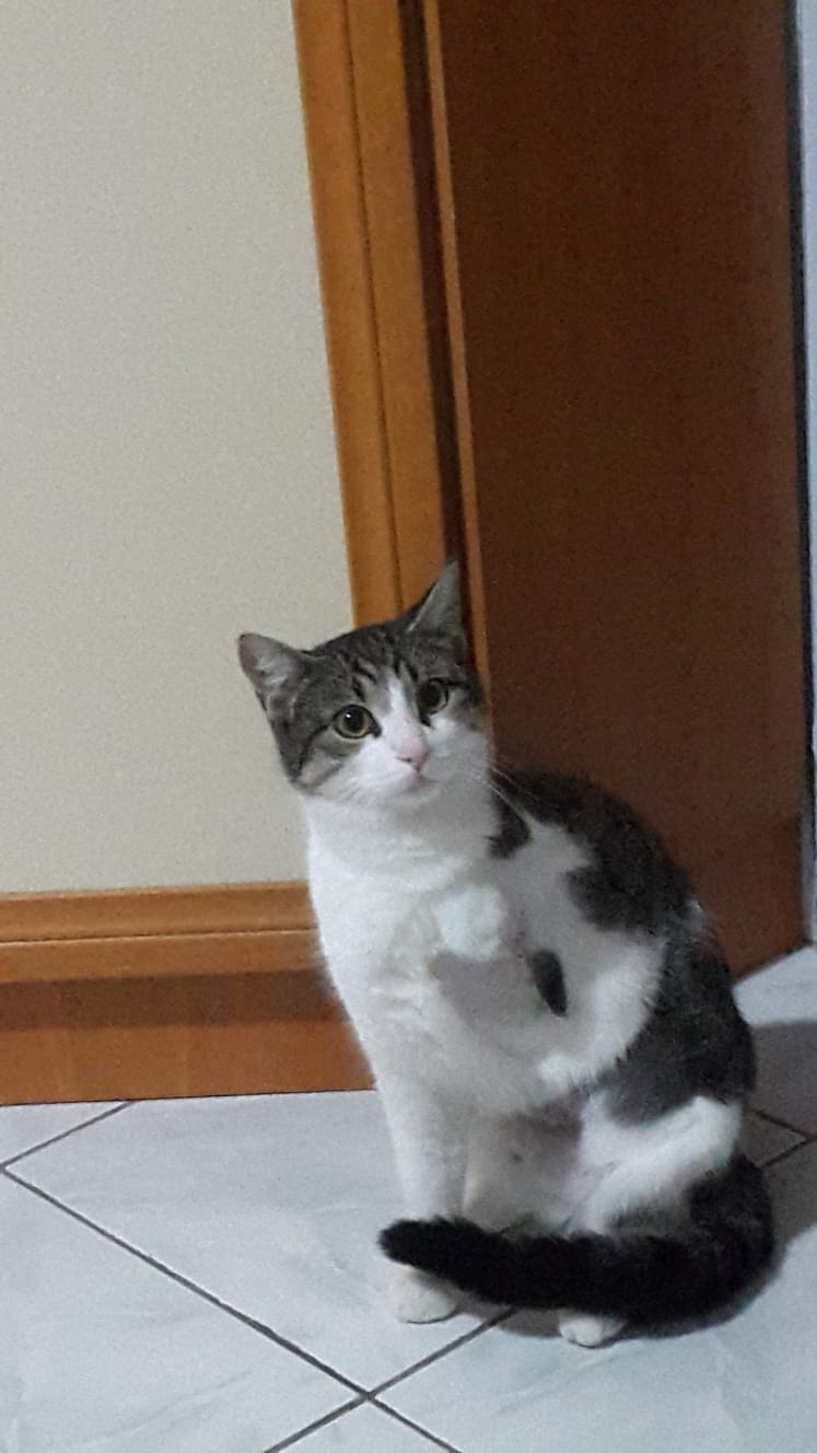 Dreibeinige Katze wegen Autounfall, leicht traumatisiert und noch etwas unzugäng - Katzen Sonstige - Zürich