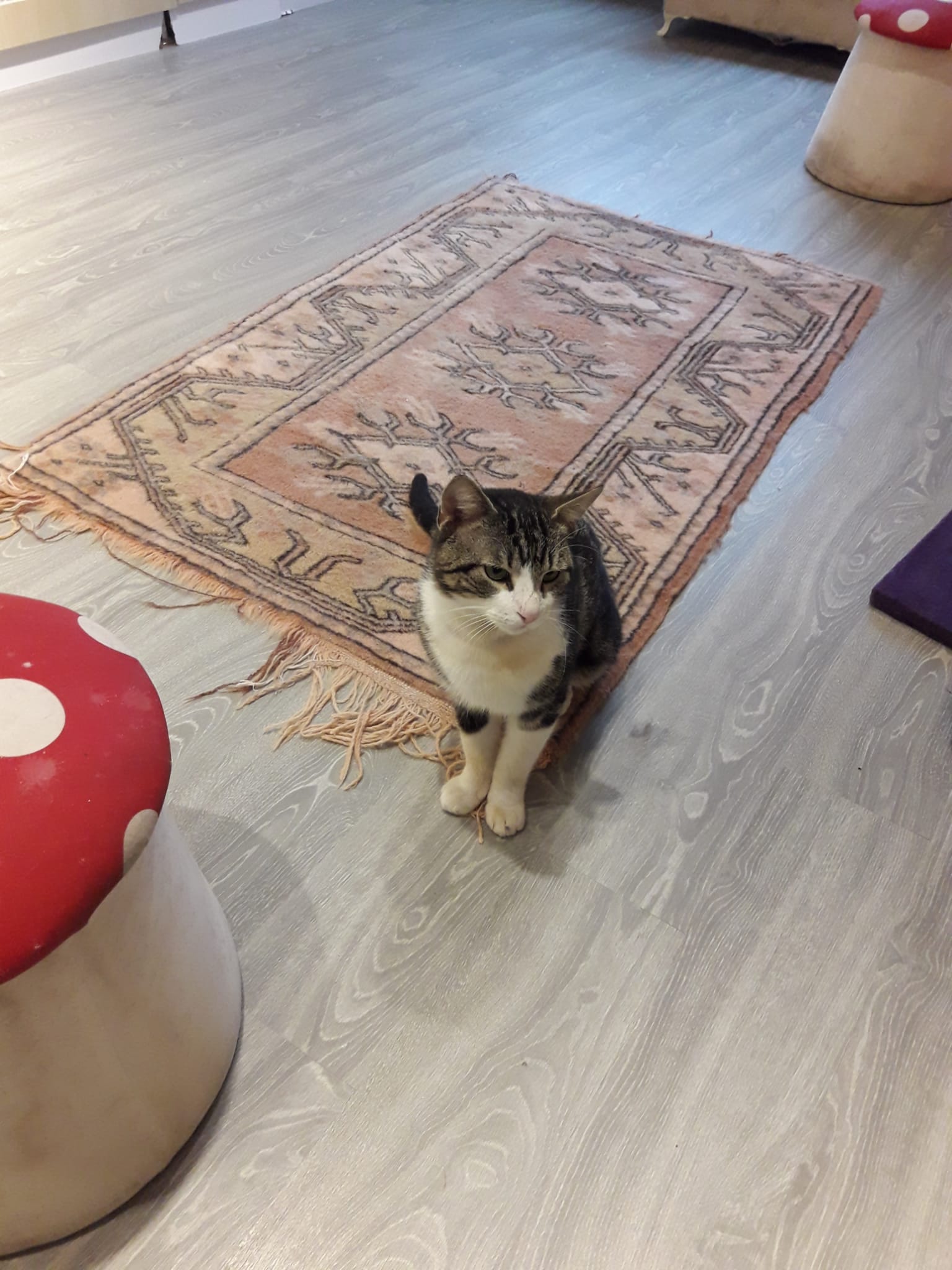 Lieber Kater - Katzen Sonstige - Zürich