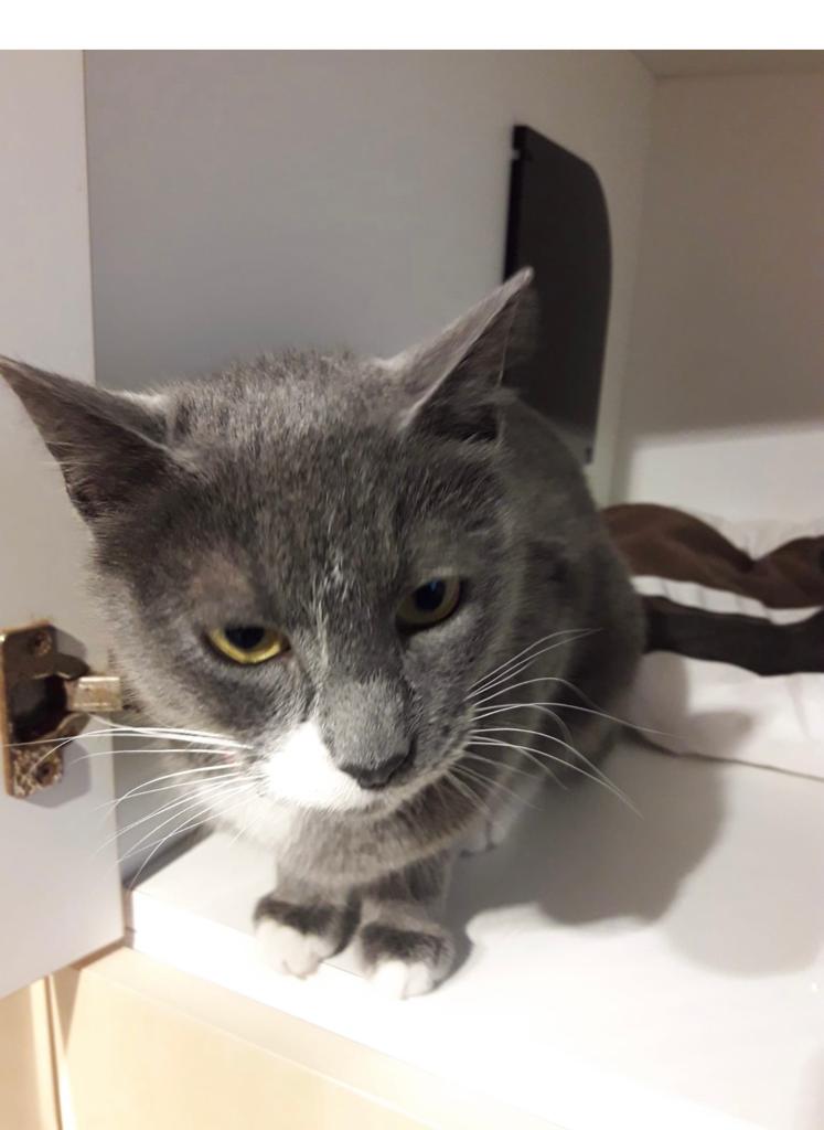 Liebe Kätzin sucht liebevolles Plätzchen - Katzen Sonstige - Zürich