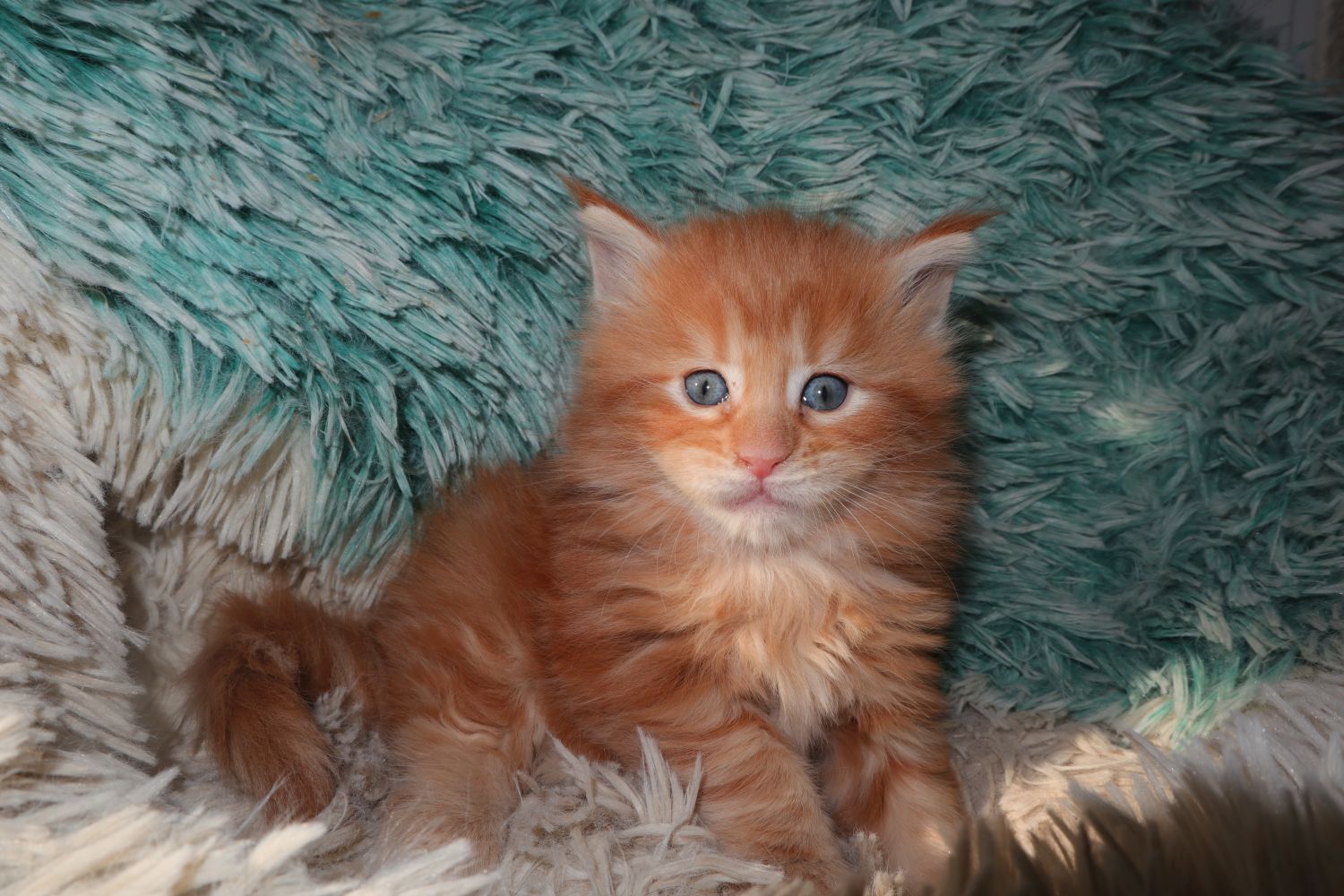 Superniedliche, plüschige Maine Coon Kitten - Maine Coon - Westoverledingen