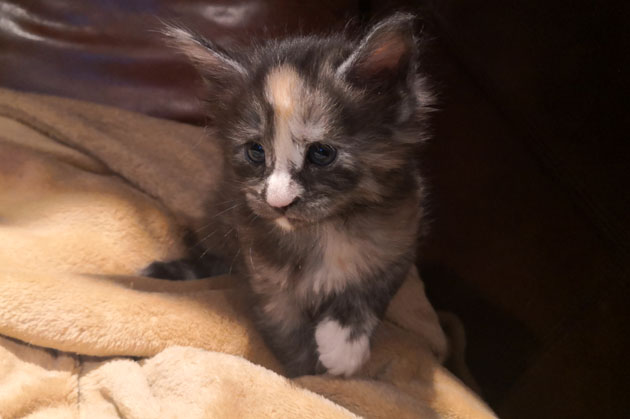 Yootina - Süßes Maine Coon Kätzchen mit Stammbaum - Maine Coon - Hanau