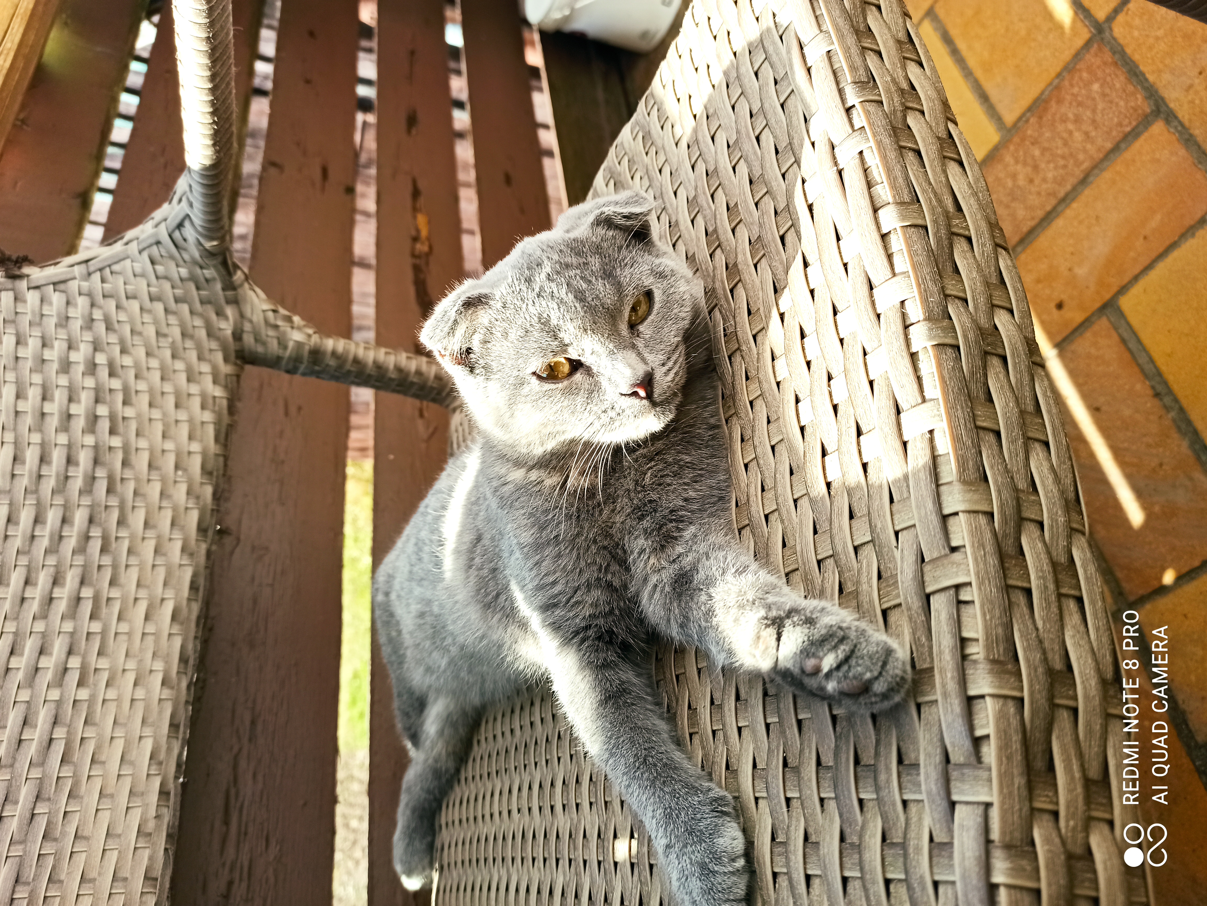 Hübscher Scottish Fold mix Kater - Scottish Fold - Neuweiler