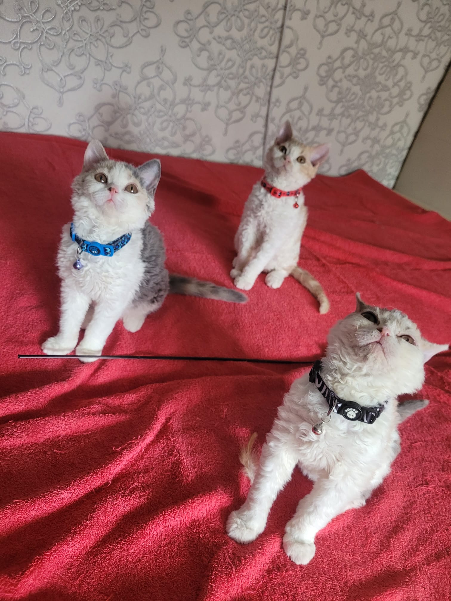 4 Selkirk rex Kätzchen - Selkirk Rex - Hamburg