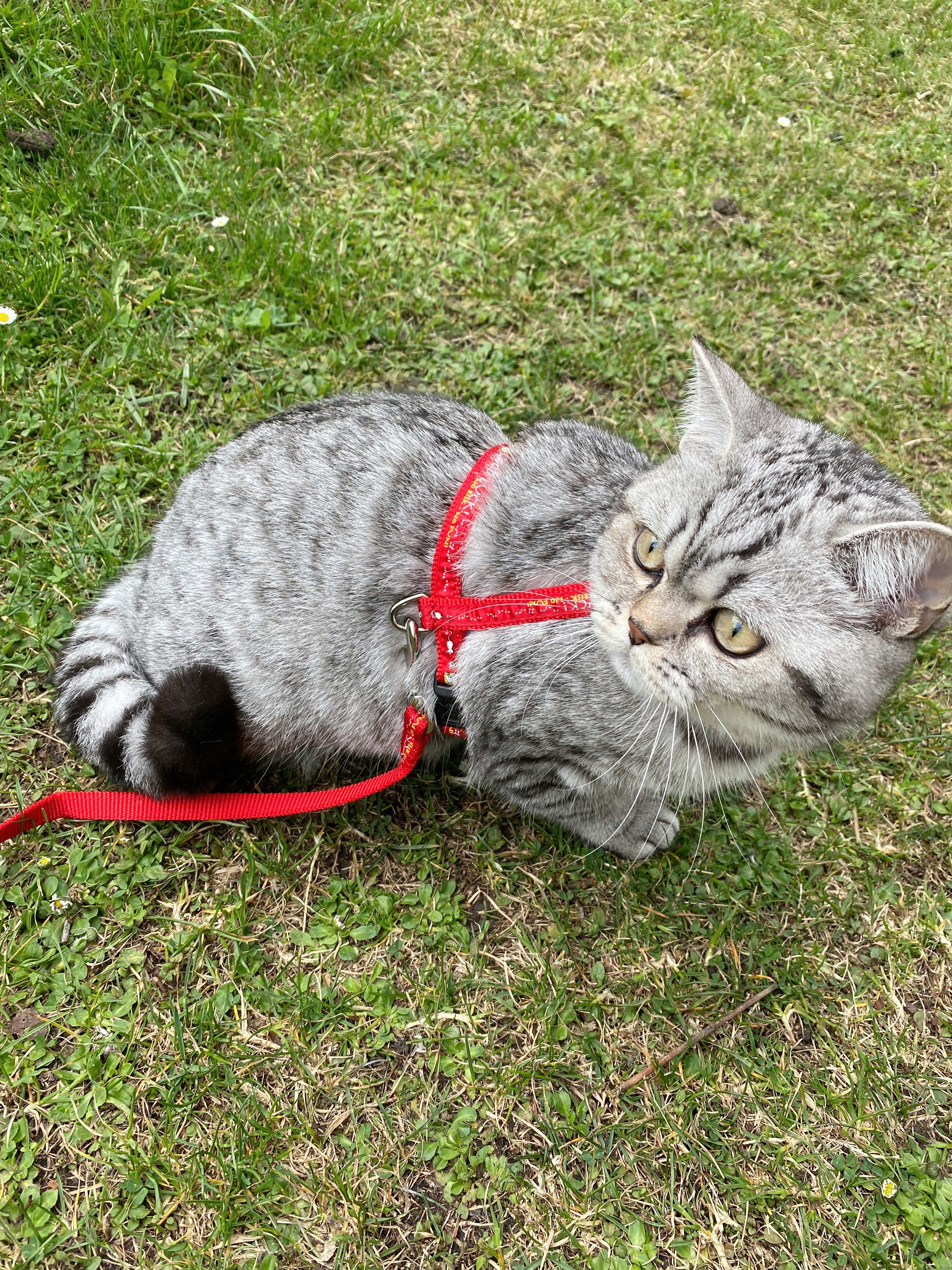 Deckkater Paarung Katze Geschlechtsverkehr - British Kurzhaar - Innsbruck