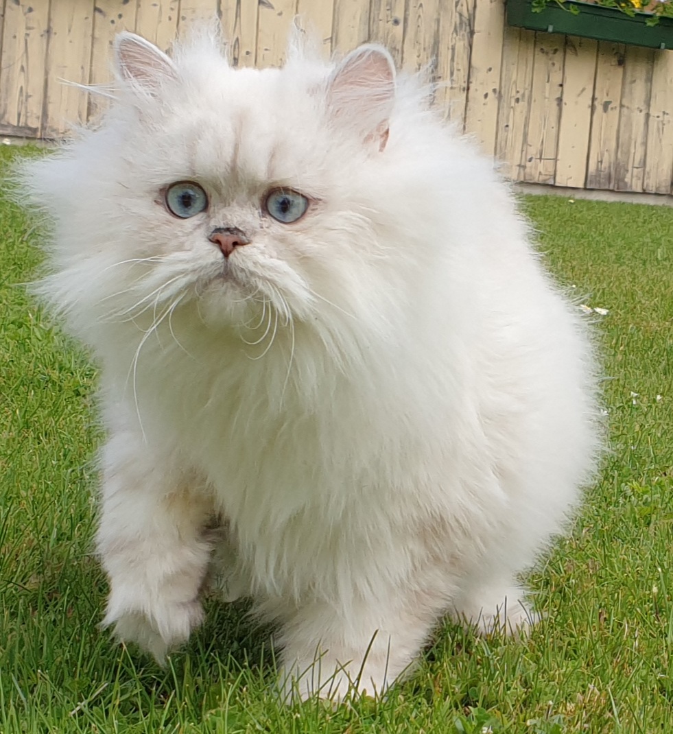 Reinrassiger Perserkater in sehr seltener Farbe - Perser - Trautenfels