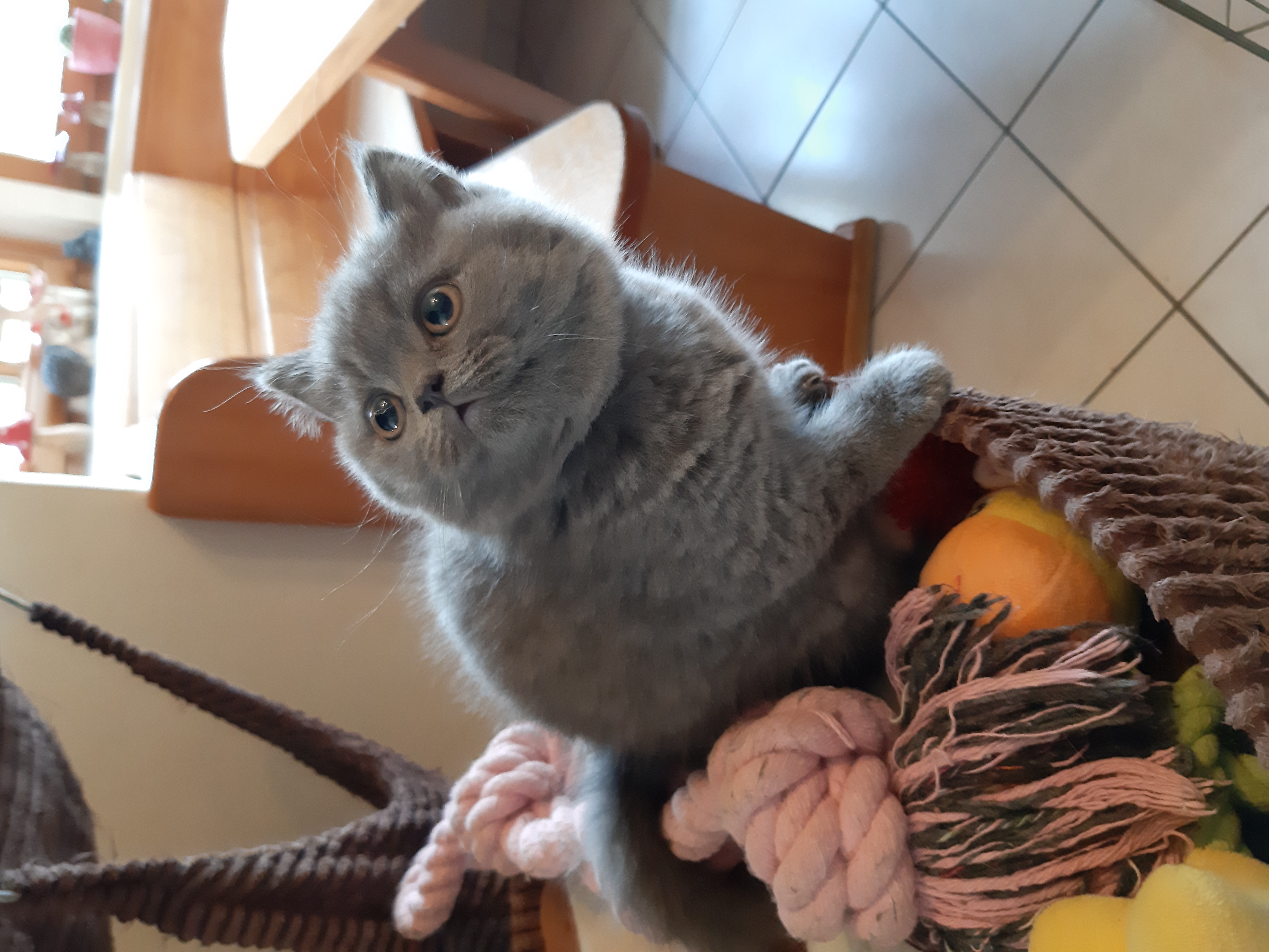 Sehr schönes Katerchen in Blau abzugeben - British Kurzhaar - Nandlstadt