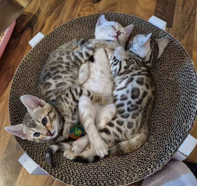 Bengal kitten mit Stammbaum - Bengal - Braunschweig