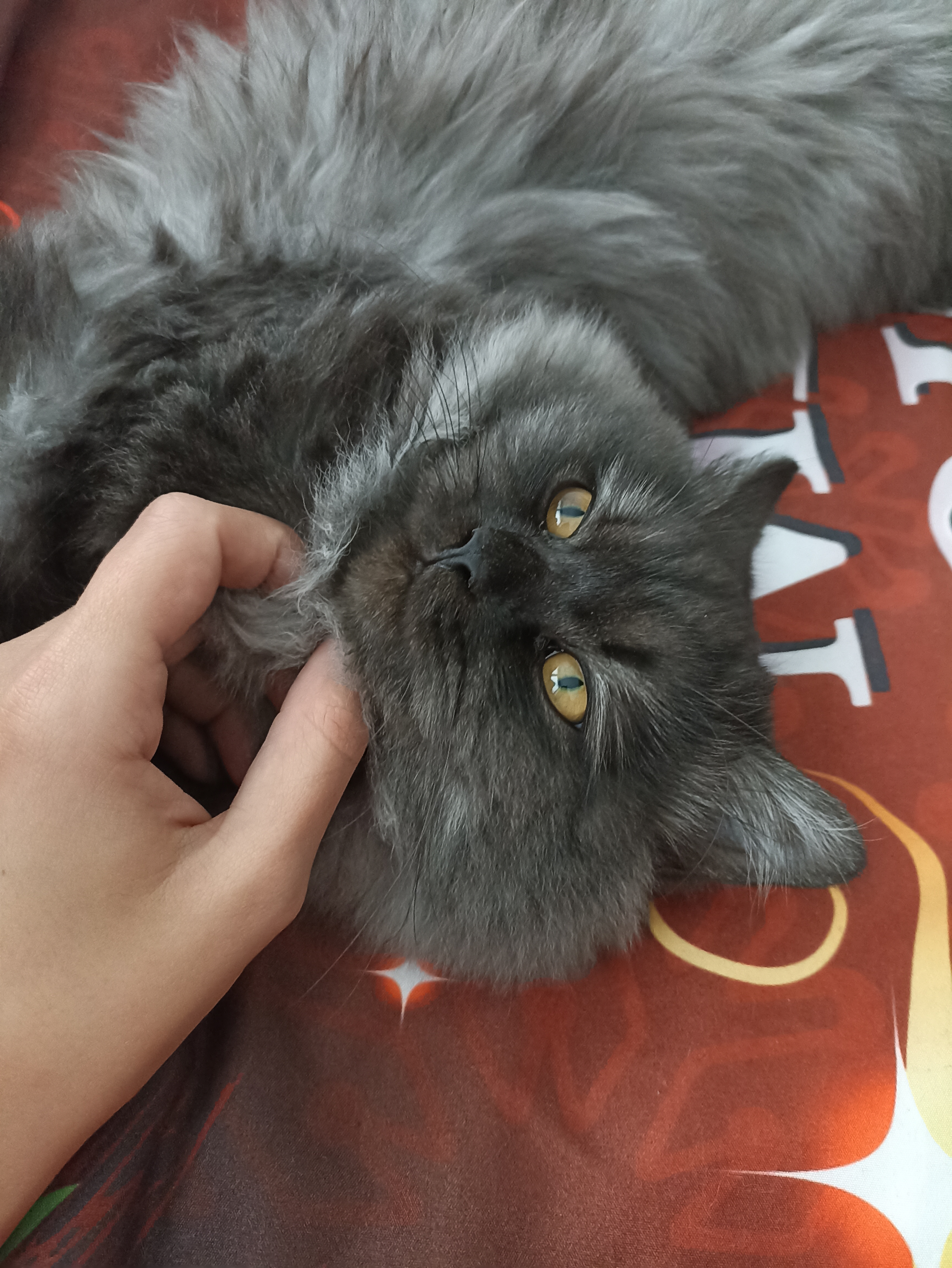 Deckkater Perser mit Nase   Langhaar - Perser - Gummersbach