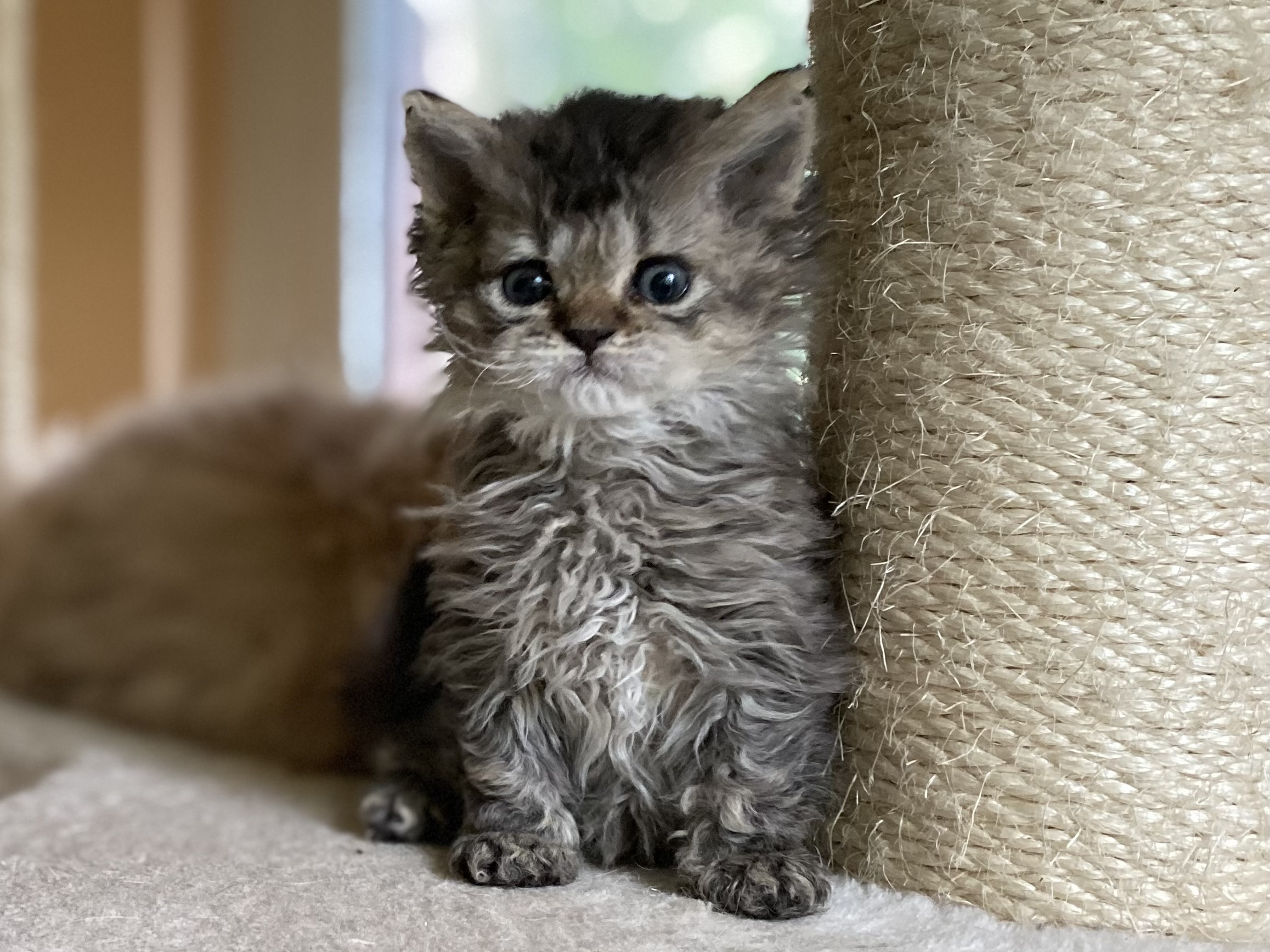 Hübscher Wurf Lockenkatzen - Selkirk Rex - Elze