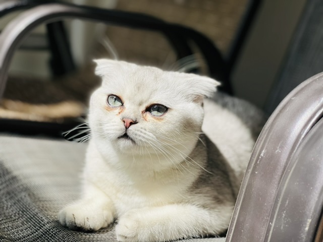 Kater abzugeben - Scottish Fold - Berlin