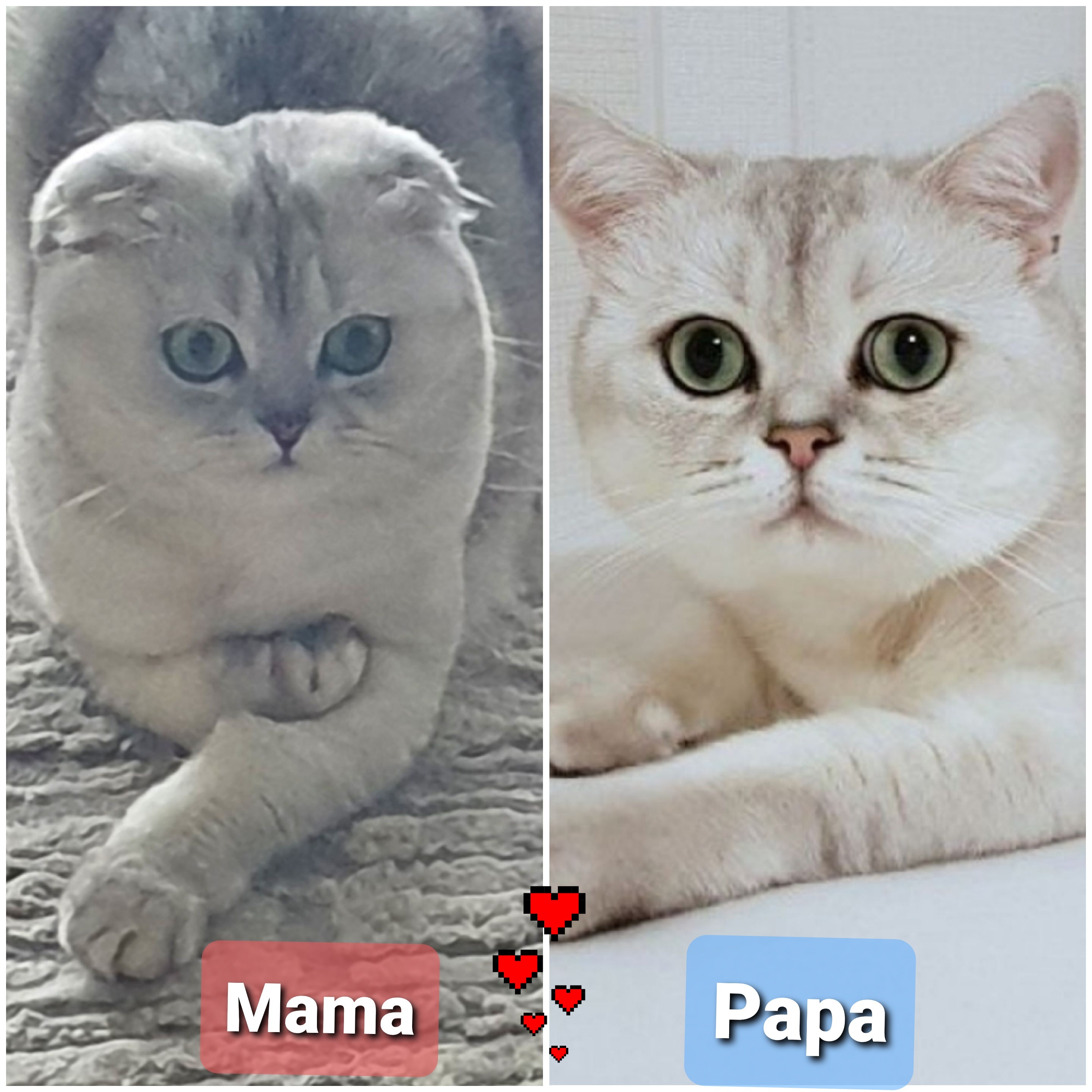 BHK Britisch Kurzhaar Babykatze, Kater, Kätzchen, total flauschig. - British Kurzhaar - Diepholz