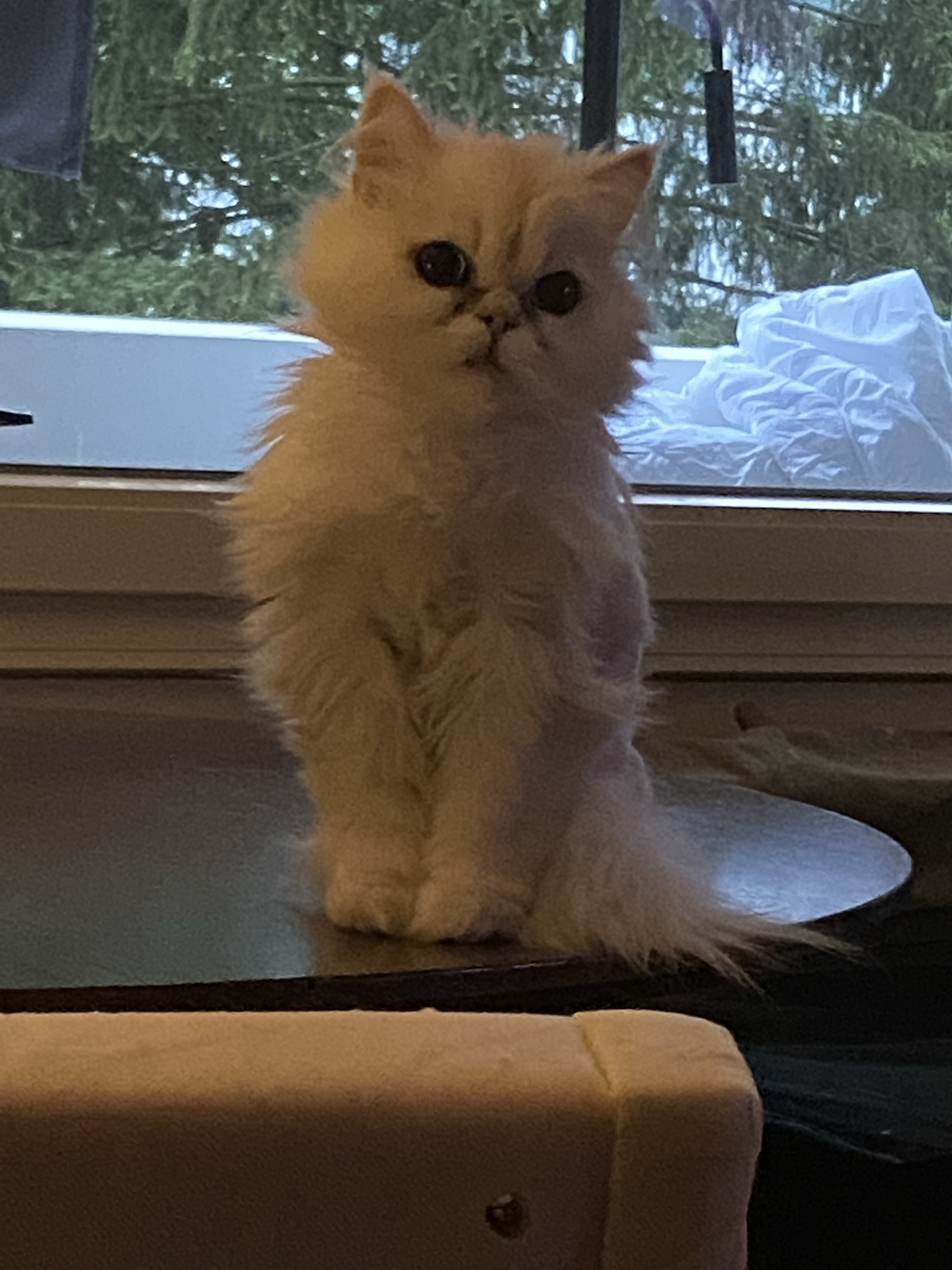 Perser Chinchilla - Perser - Stuttgart