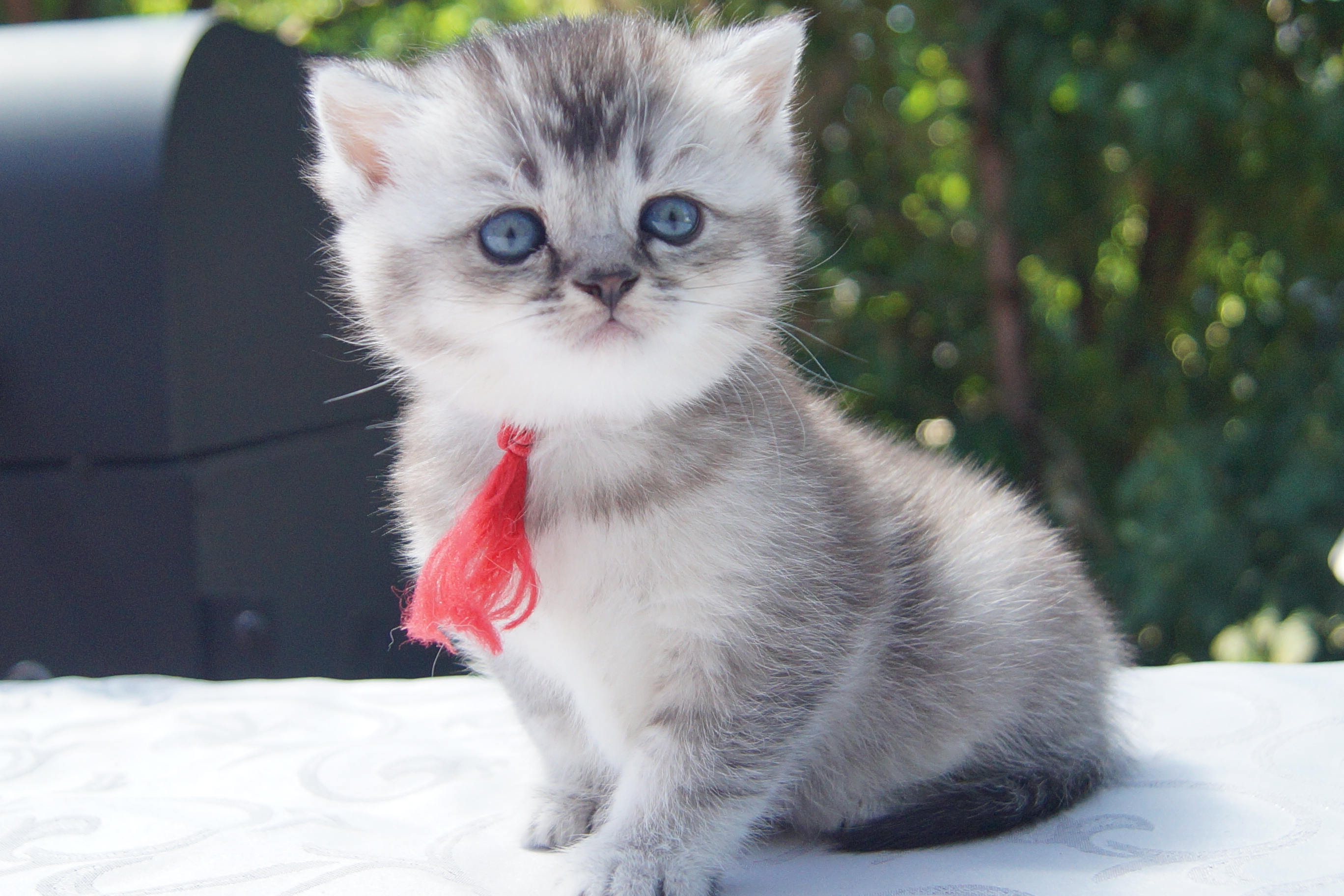 Reinrassige Britisch Kurzhaar Kitten, BKH vom Kragener Eck - British Kurzhaar - Hartheim