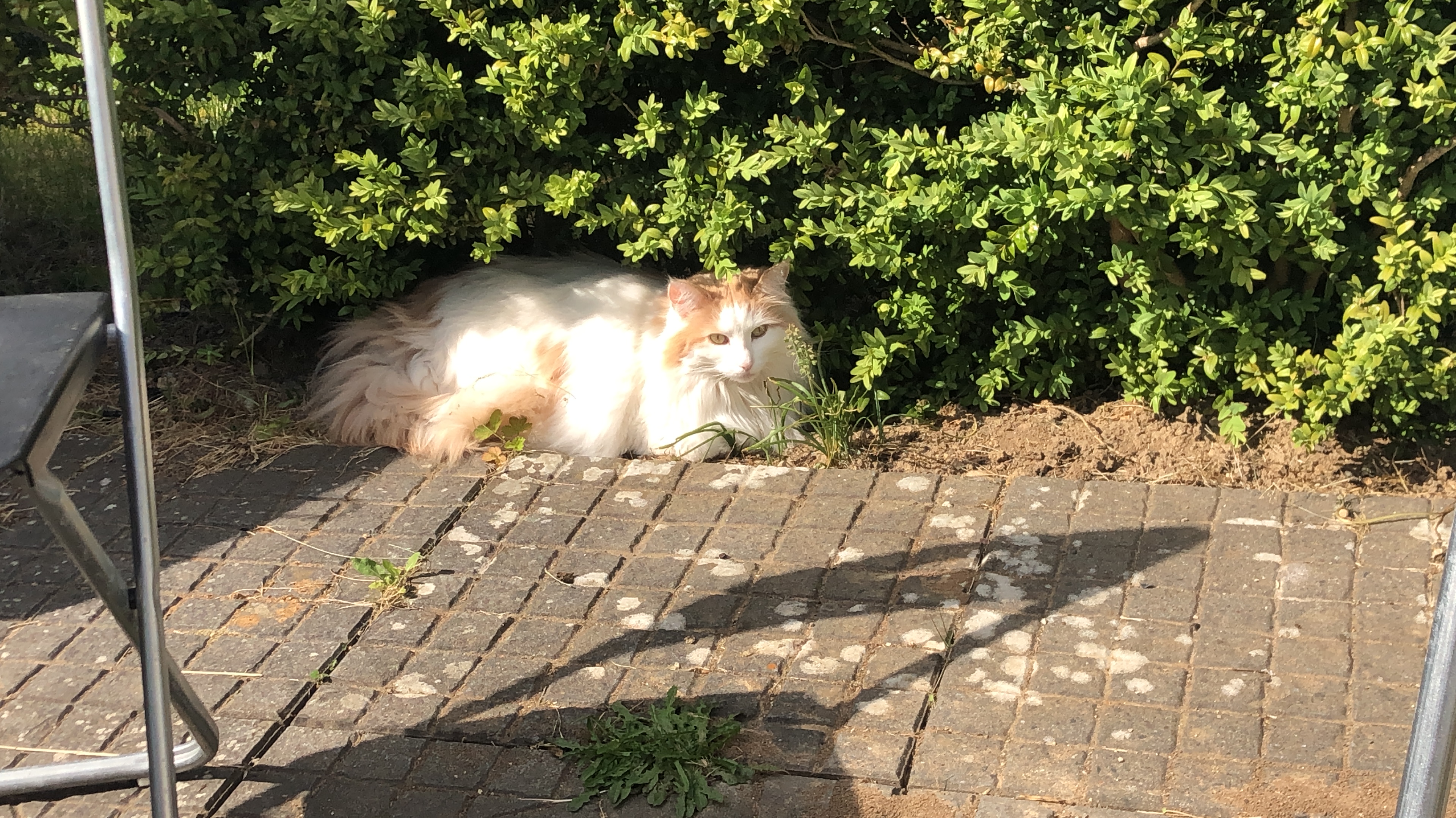 Norwegische Waldkatze und Siammix Damen - Norwegische Waldkatze - Schöningen