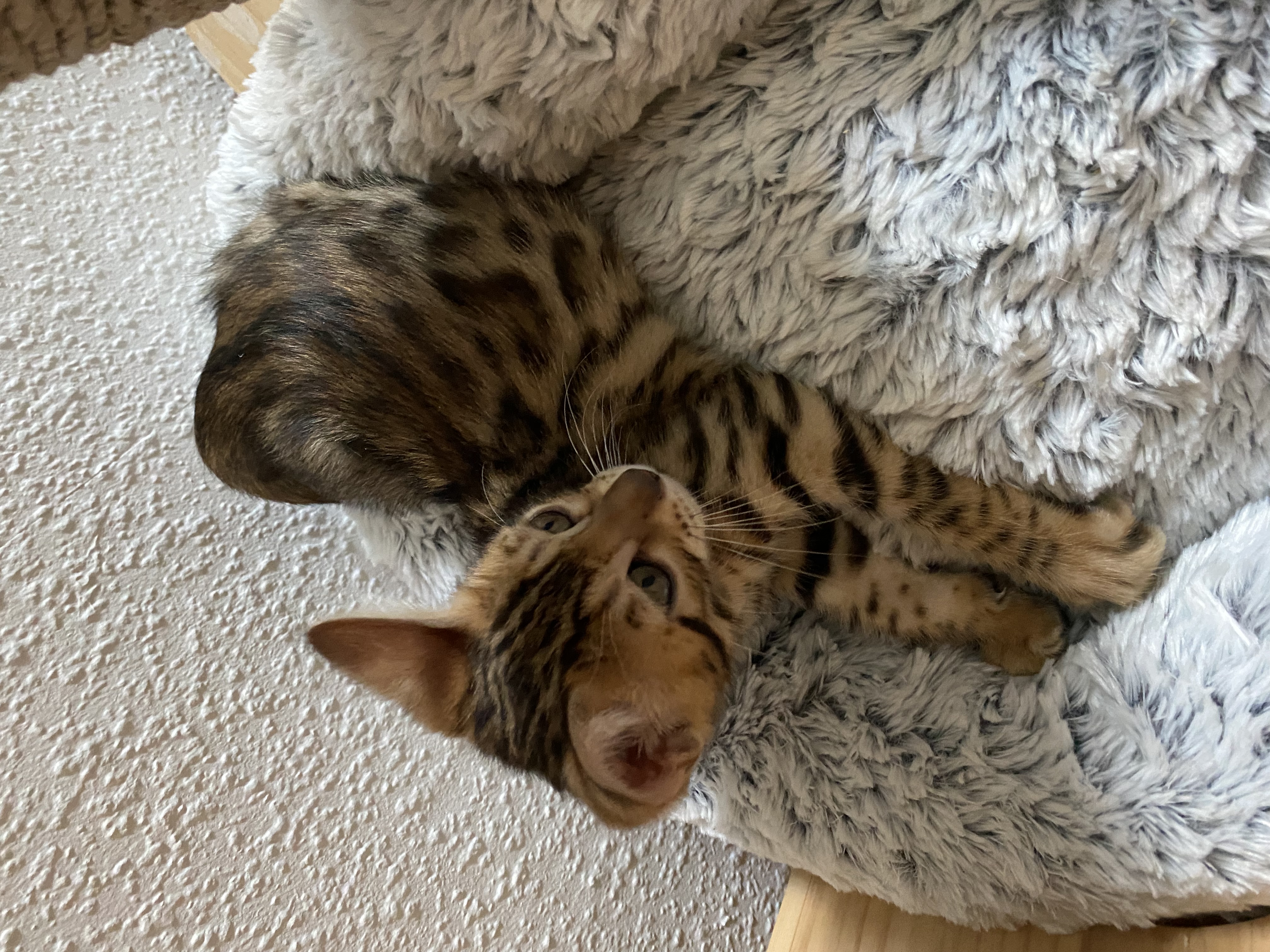 Bengalkitten abgabebereit - Bengal - Eschweiler