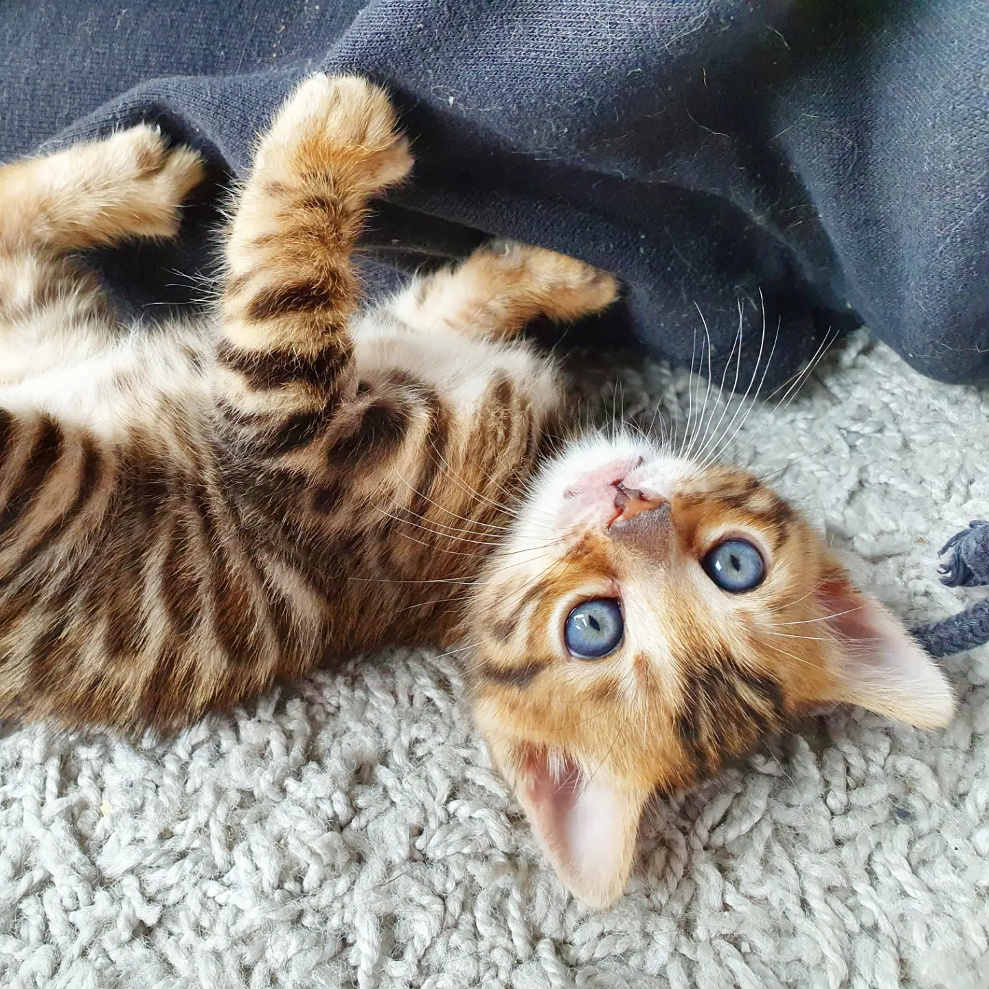 Bengal Kitte Mio - Bengal - Lingenfeld