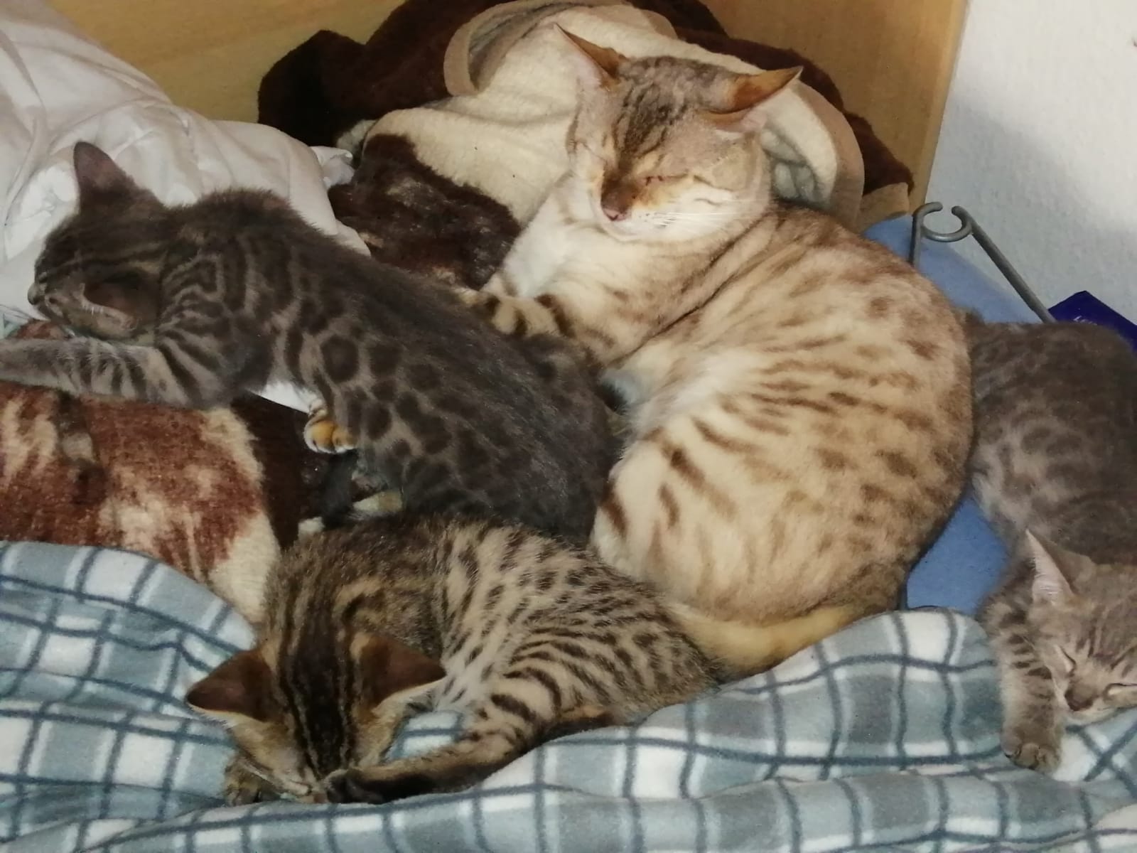 Bengalkitten männlich 15 Wochen - Bengal - Kerpen
