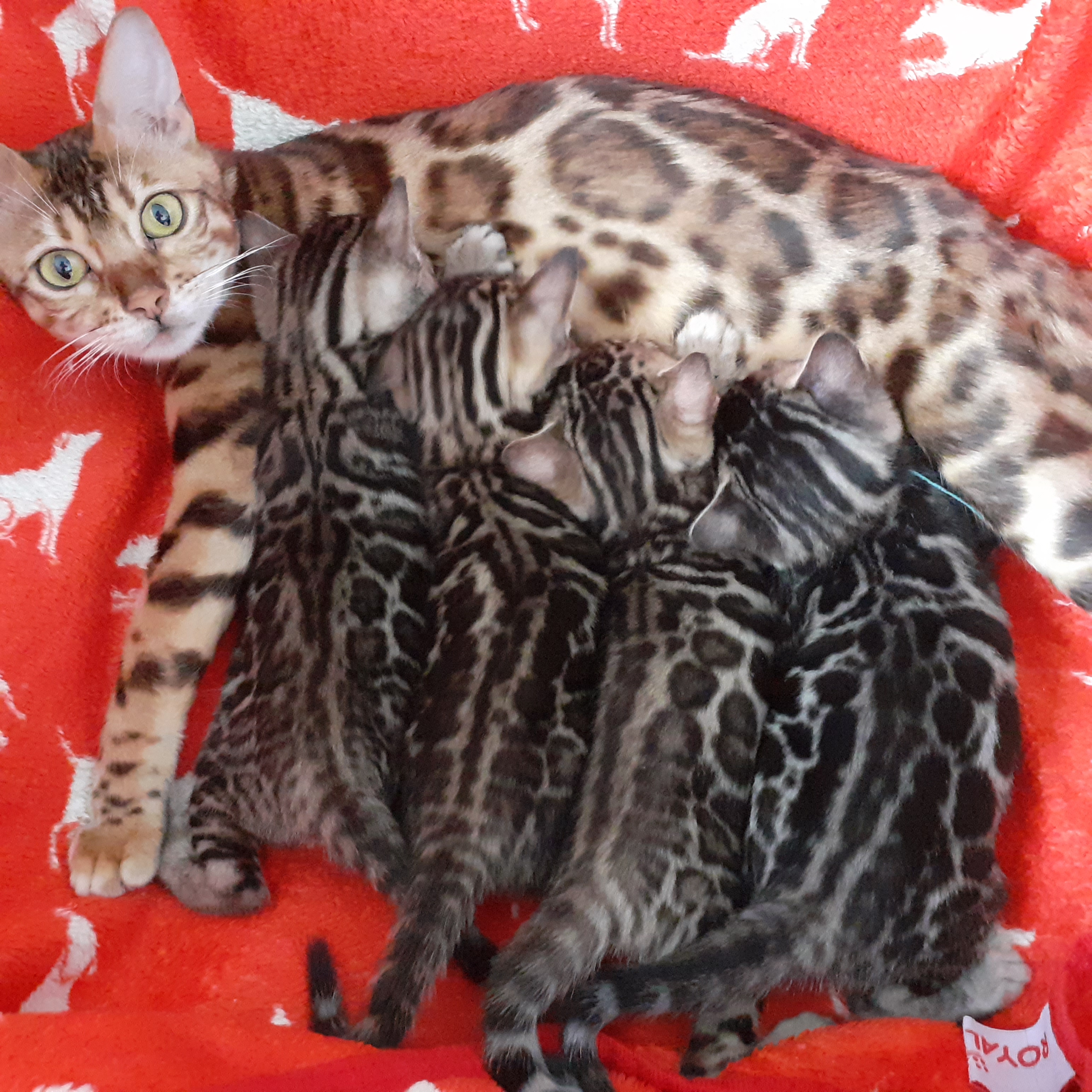 Bengalkitten ab Mitte August abzugeben - Bengal - Kerpen