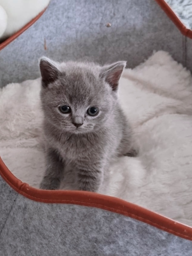 Wunderschöne BKH-Mix - British Kurzhaar - Everswinkel