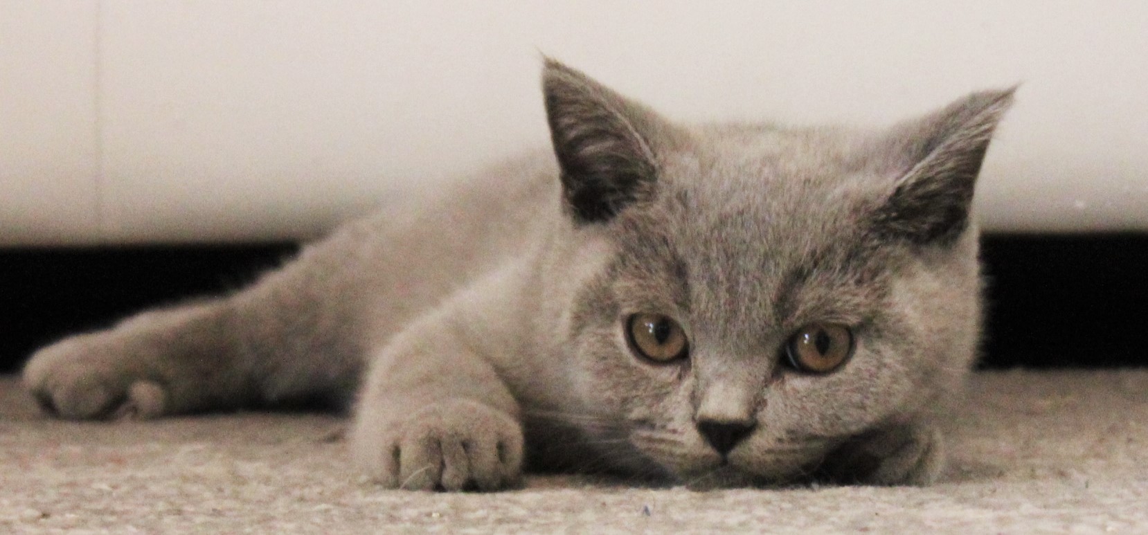 Bkh Reinrassige Kitten - British Kurzhaar - Sankt Ingbert