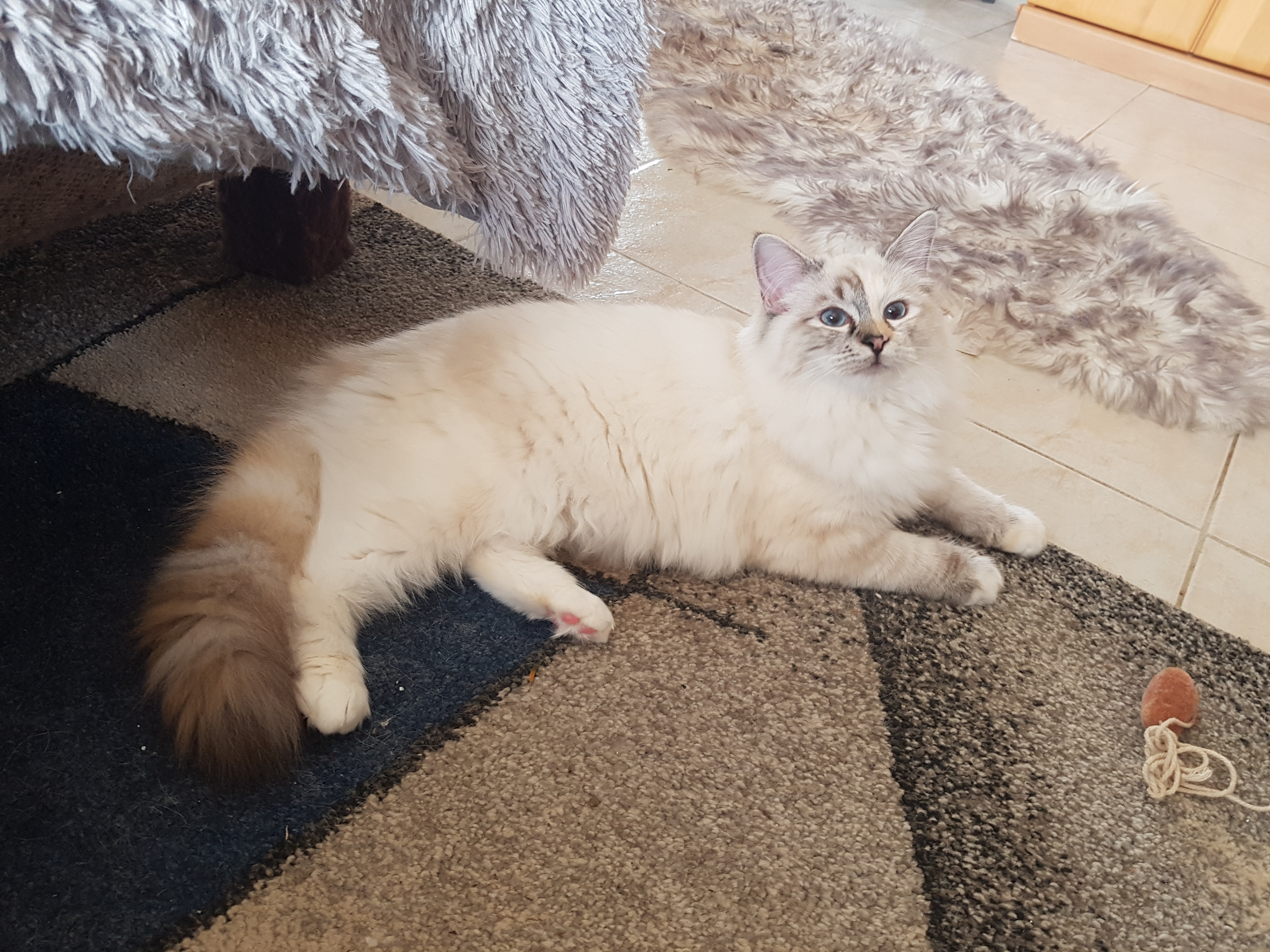 Ragdoll Kitten zu verkaufen - Ragdoll - Vogt