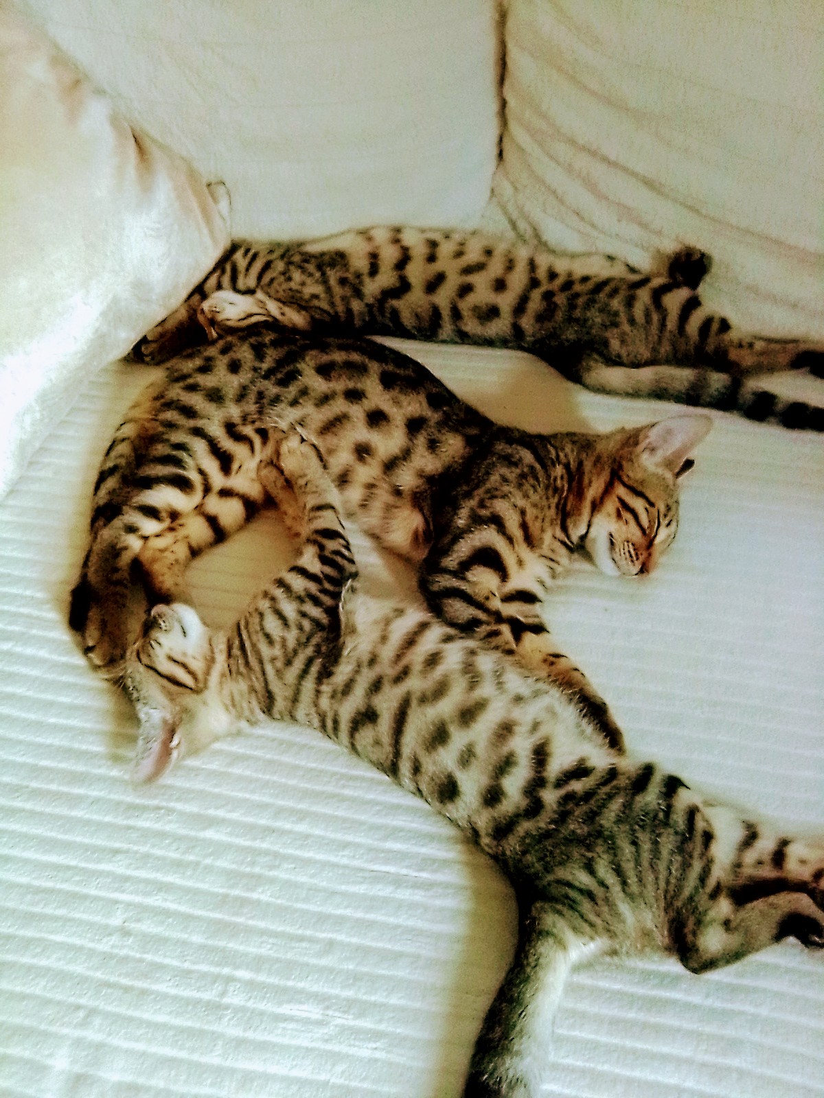 Edelmix-Kitten - Bengal - Klettgau