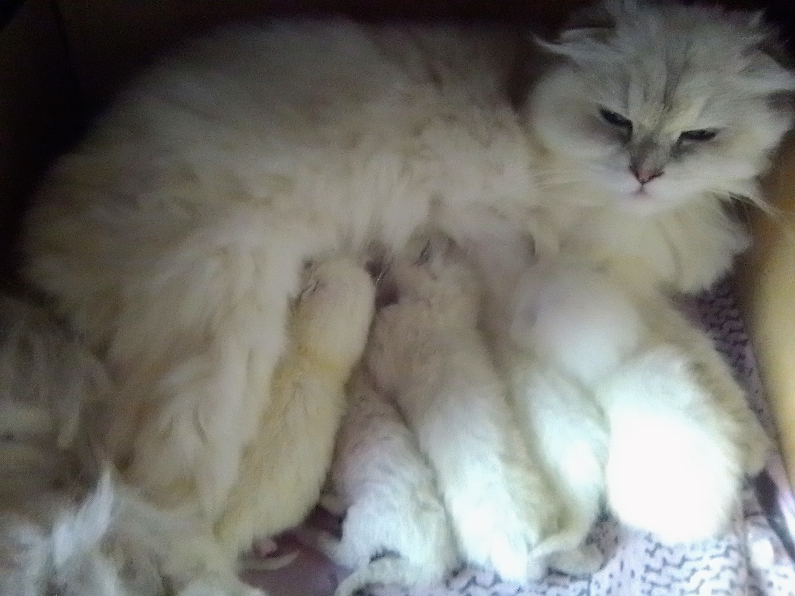 BKH Thai Kitten - Katzen Sonstige - Klettgau