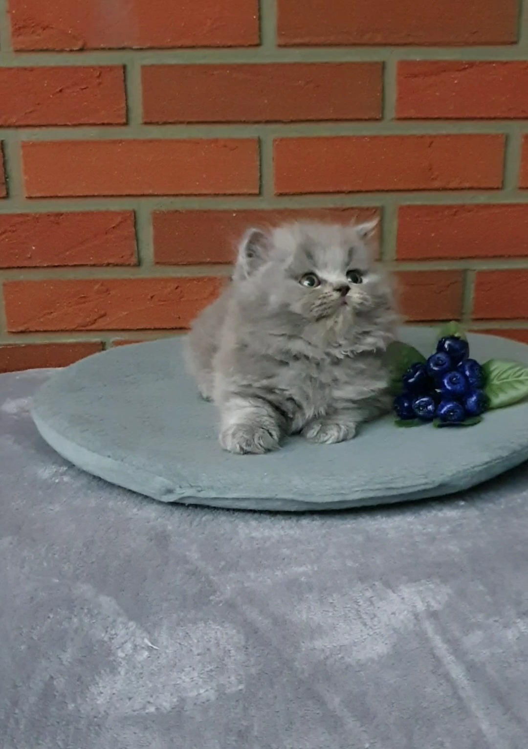 Umzugsbereit BLH Britisch Langhaar Katzenbaby männlich in blau mit Stammbaum! - British Kurzhaar - Stuttgart