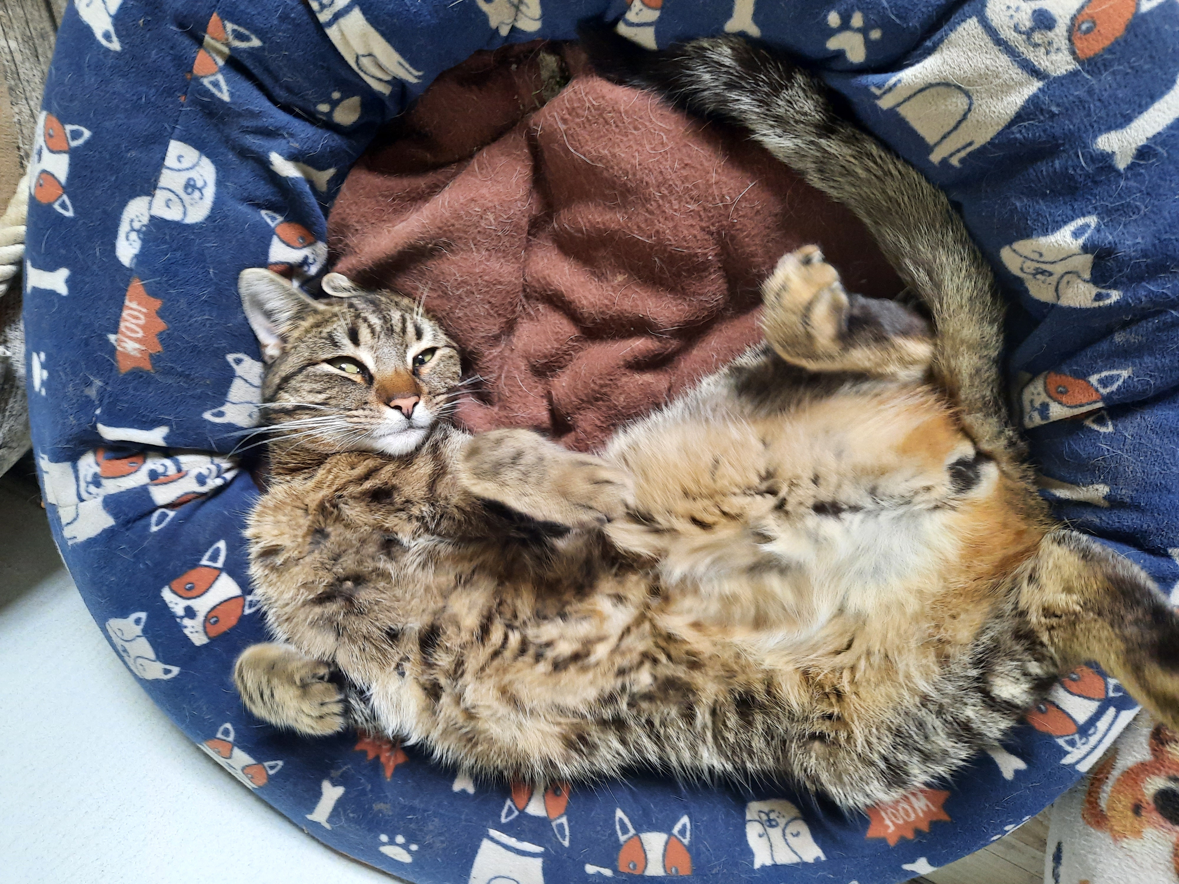 Suchen unseren Kater - Freigaenger - Staßfurt