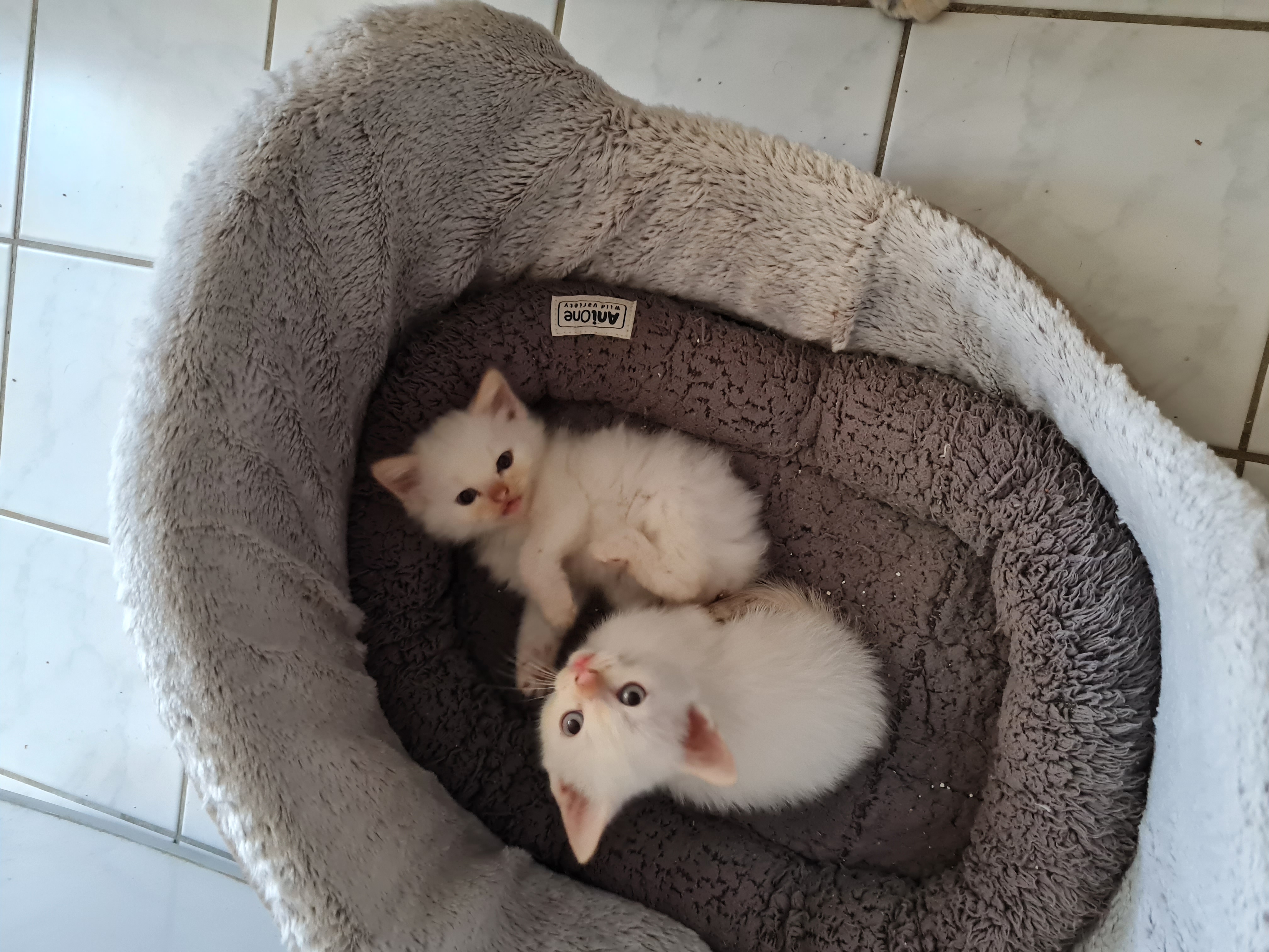 Siam Kitten suchen liebevolles zu Hause - Siam - Berlin