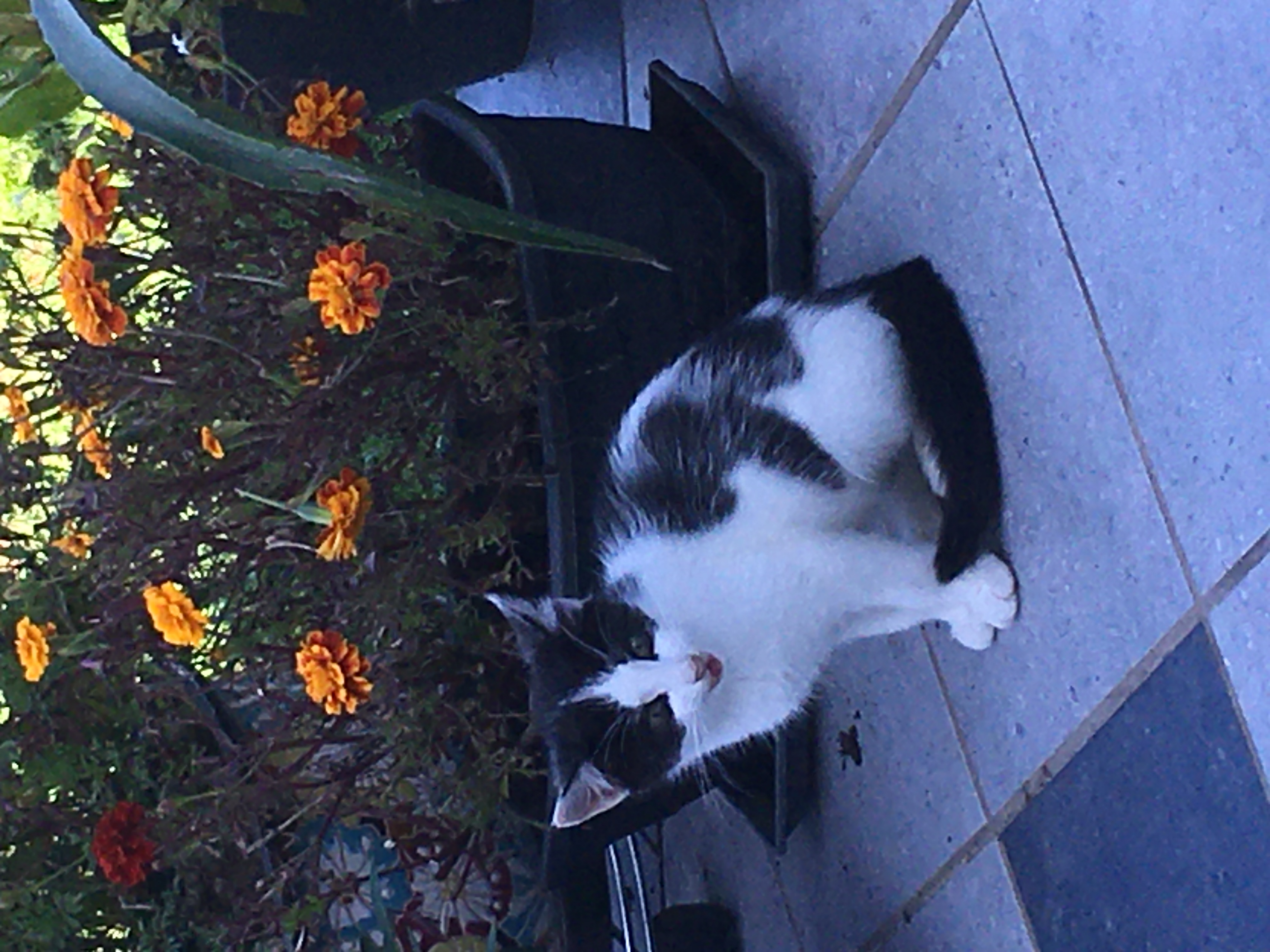 Süßes Kätzchen - Hauskatzen - Reichenbach