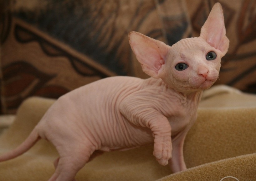 Sphynx Katzen mit Stammbaum - Sphynx - Hessen