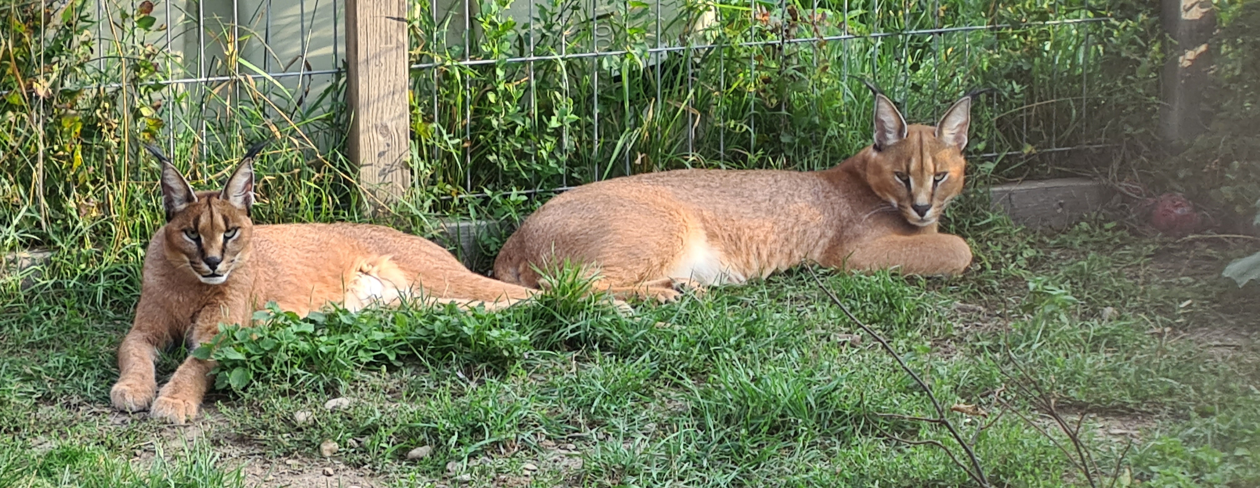 1.1 Karakal - Katzen Sonstige - Apolda